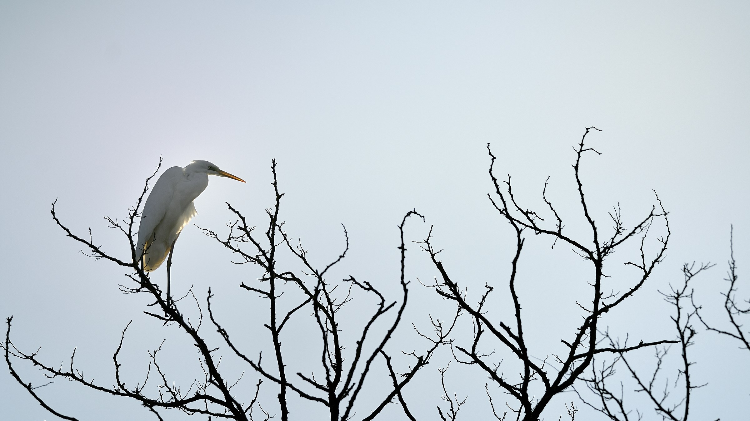 white heron