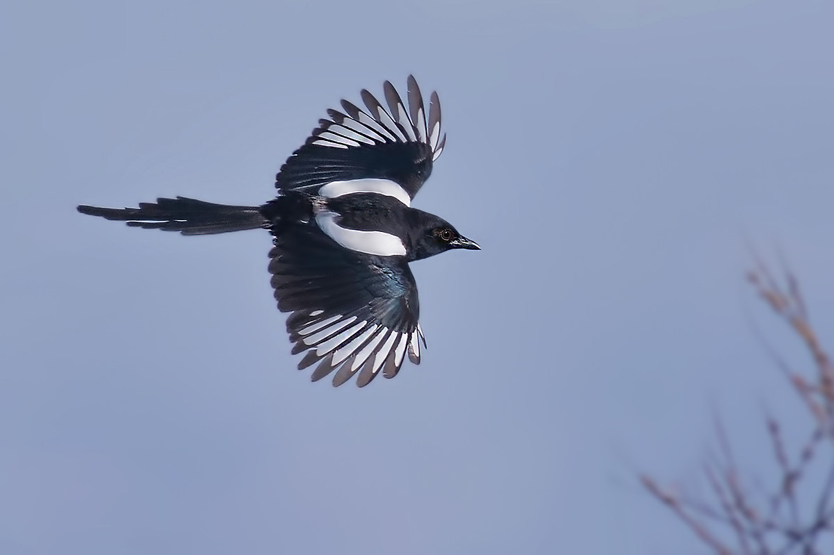 Magpie