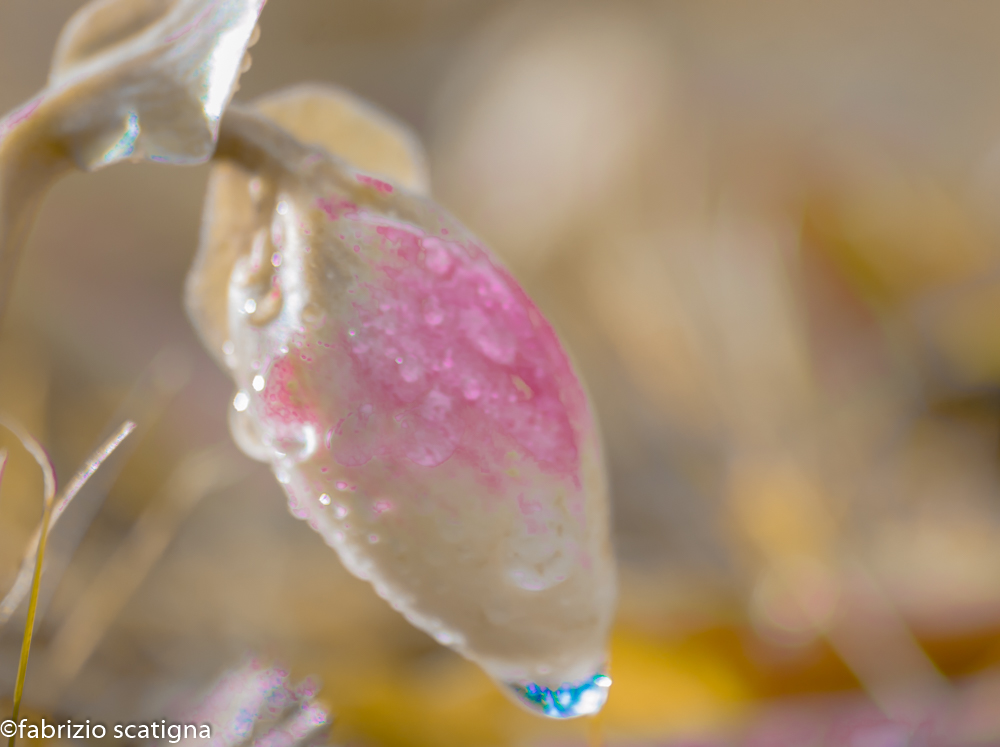 Rosebud Christmas with drop