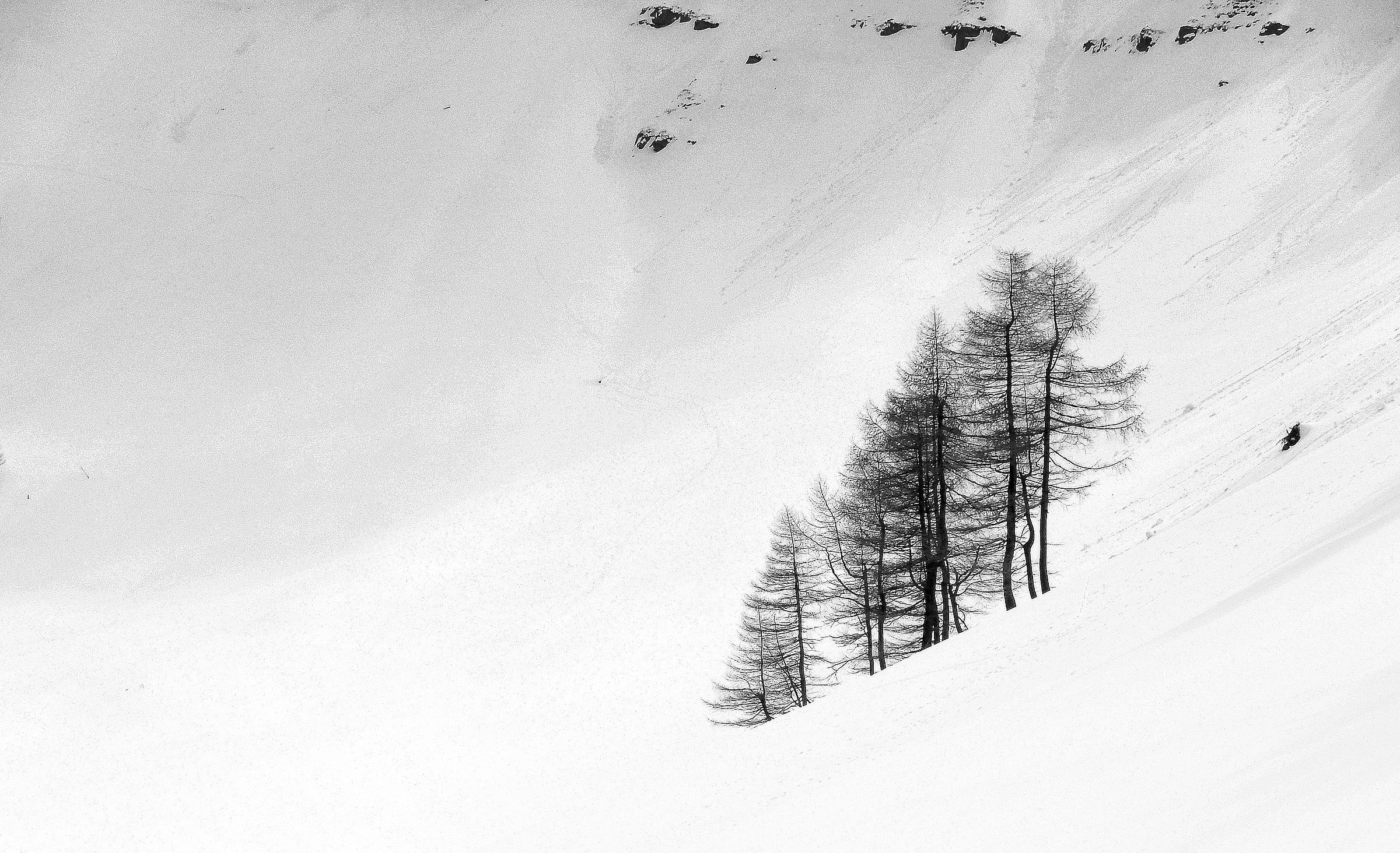 The Loneliness of Larches