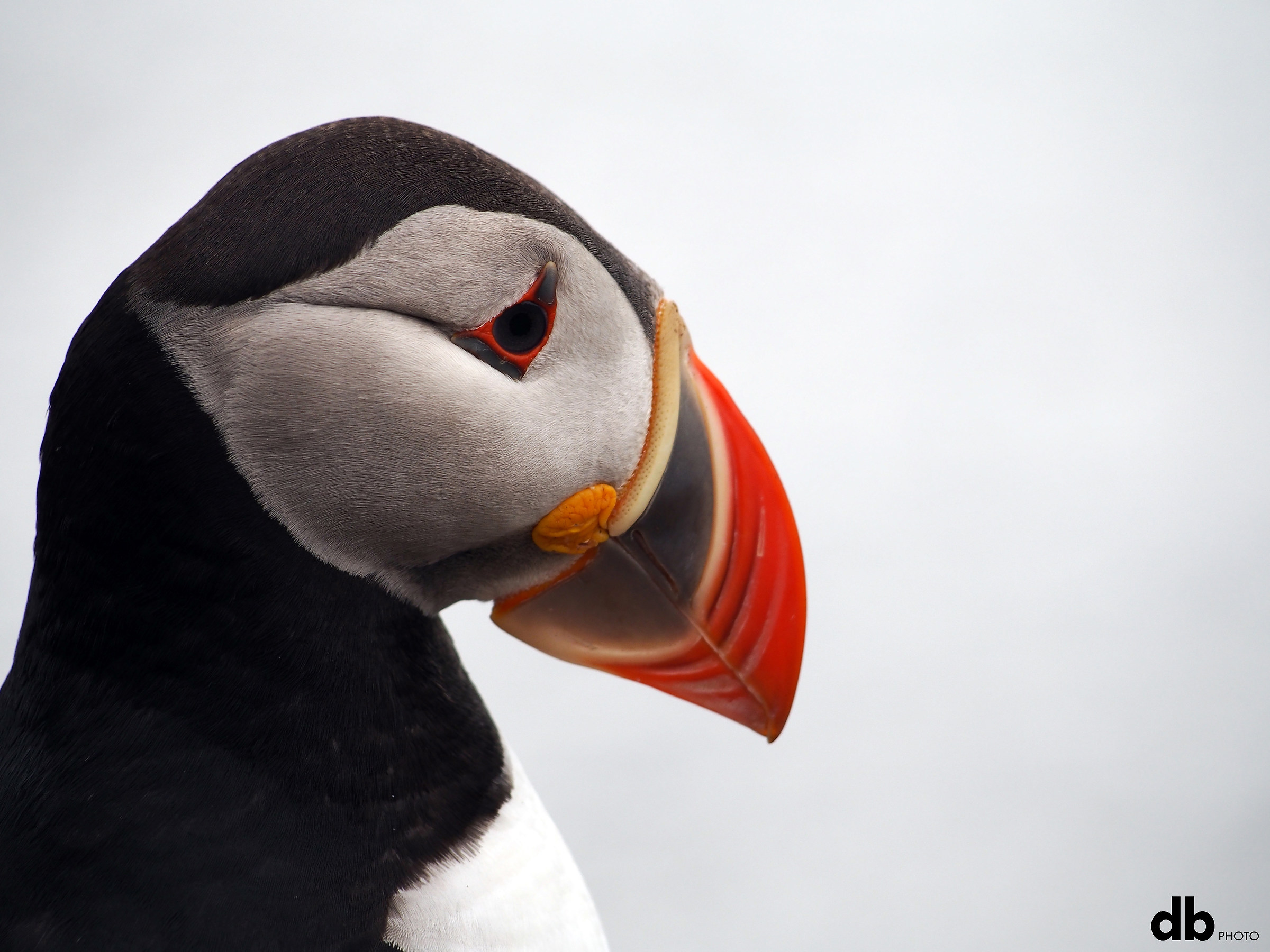 Puffin