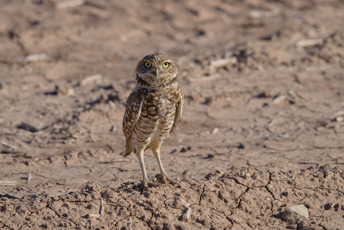 burrowing owl, Salton Sea