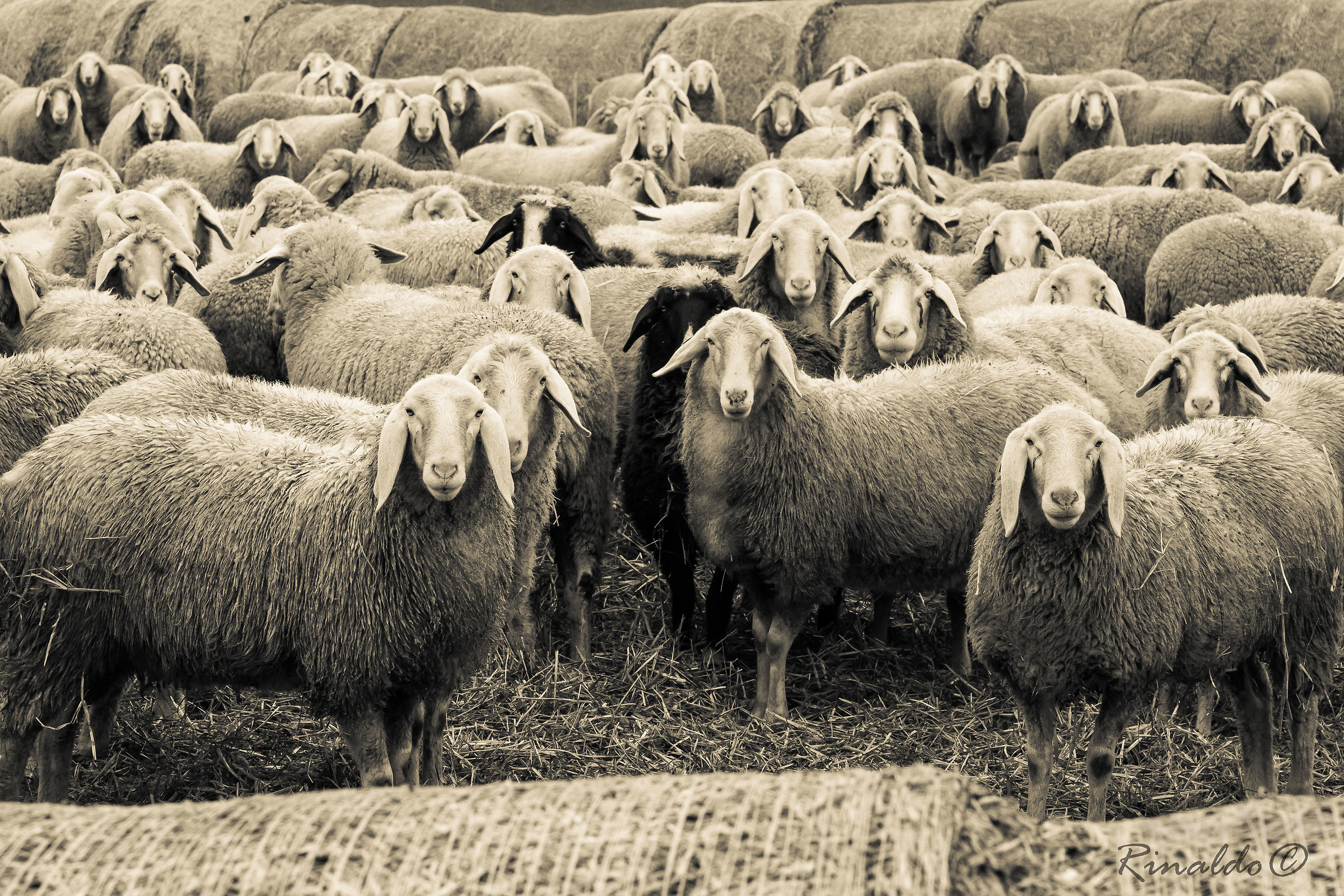 Girls there is the photographer!