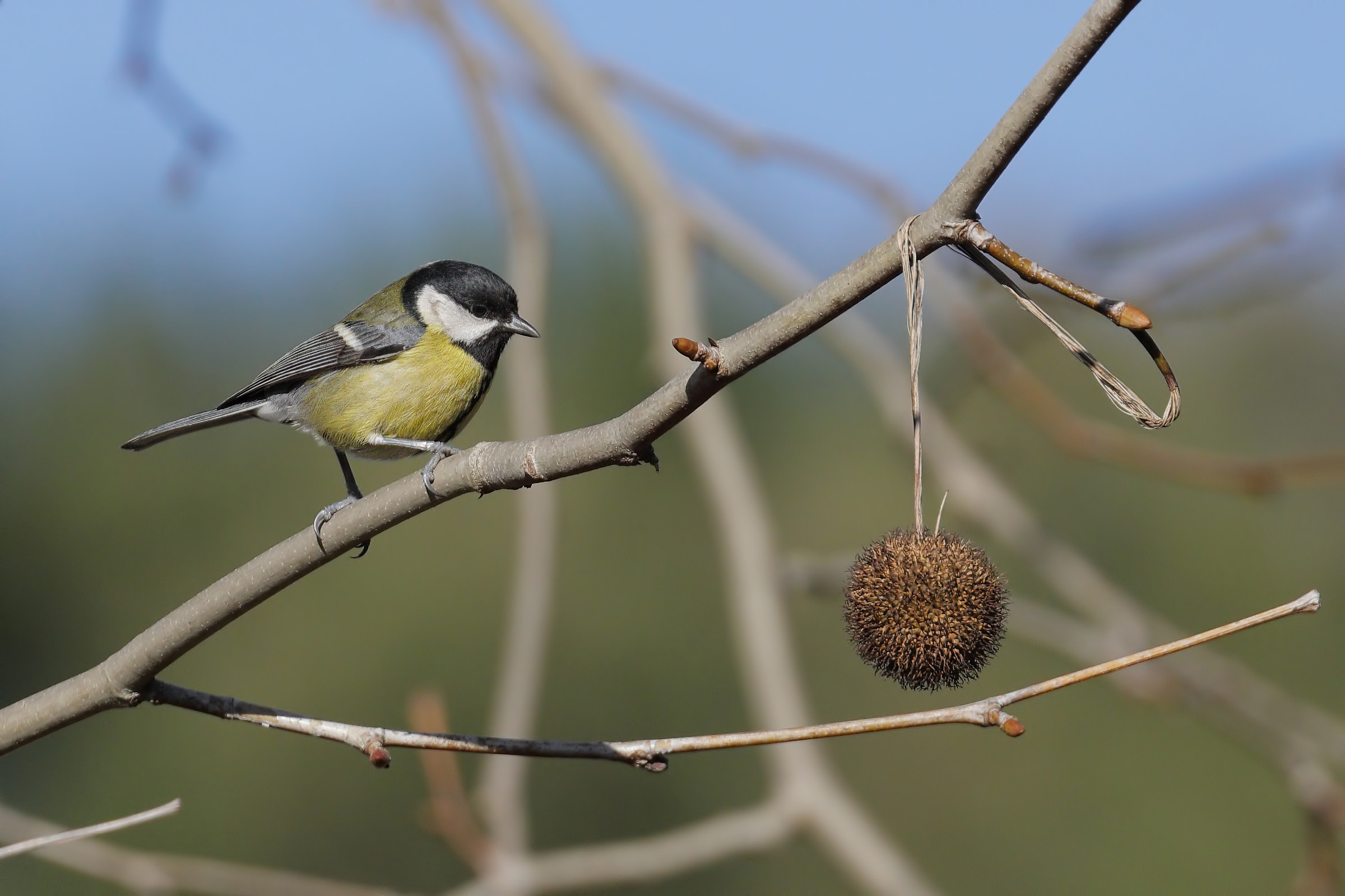 Parus major (Cinciallegra) Great Tit