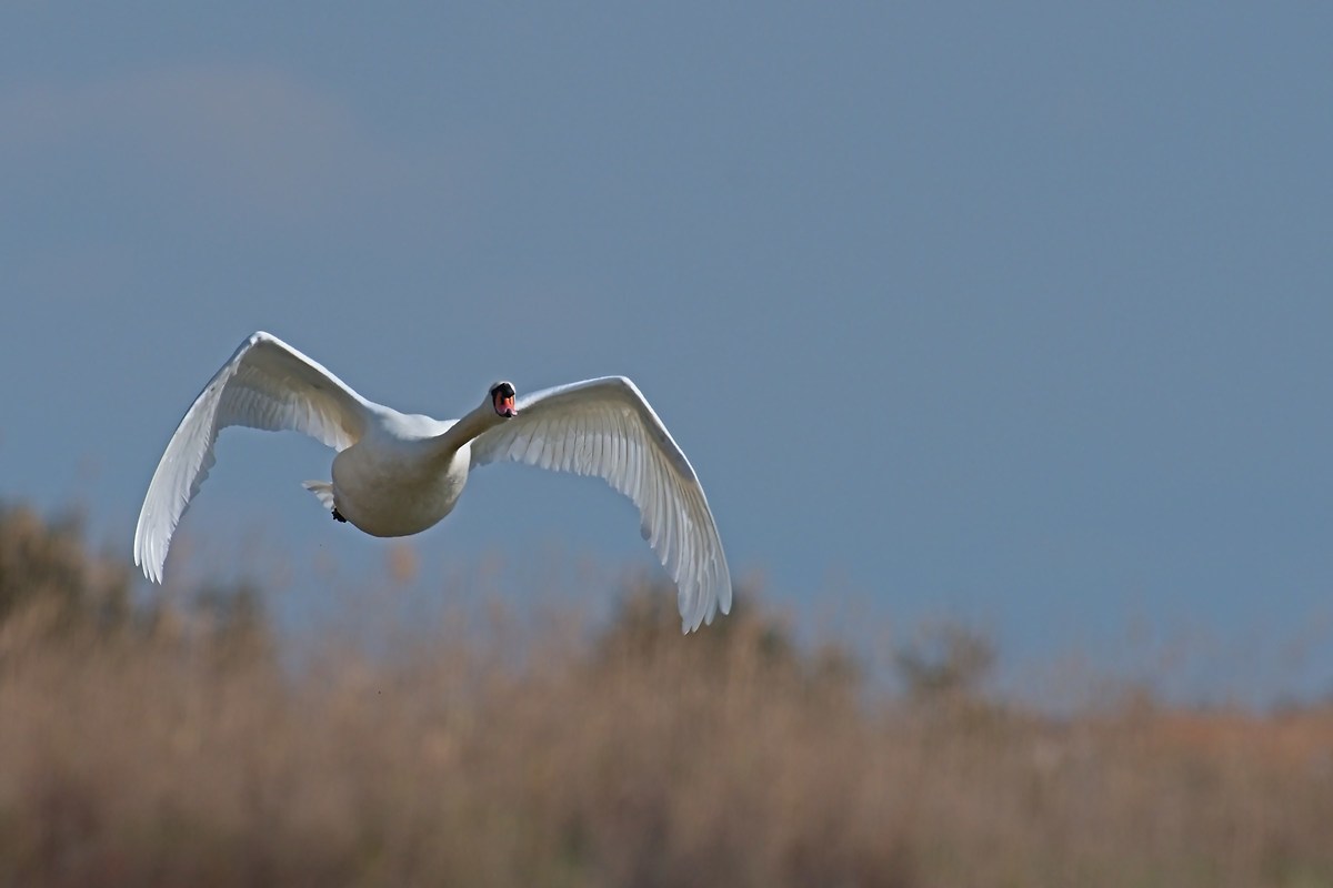 Swan in flight