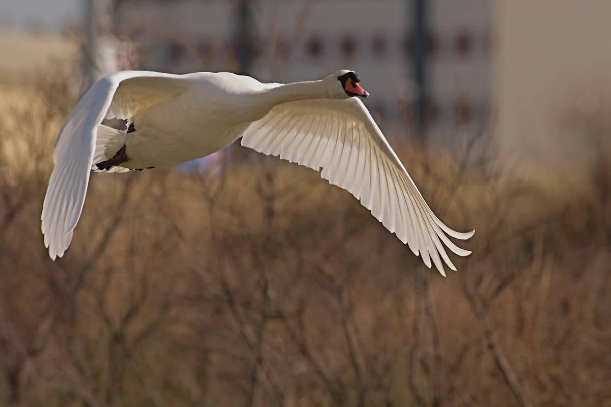The Flight of the Swan