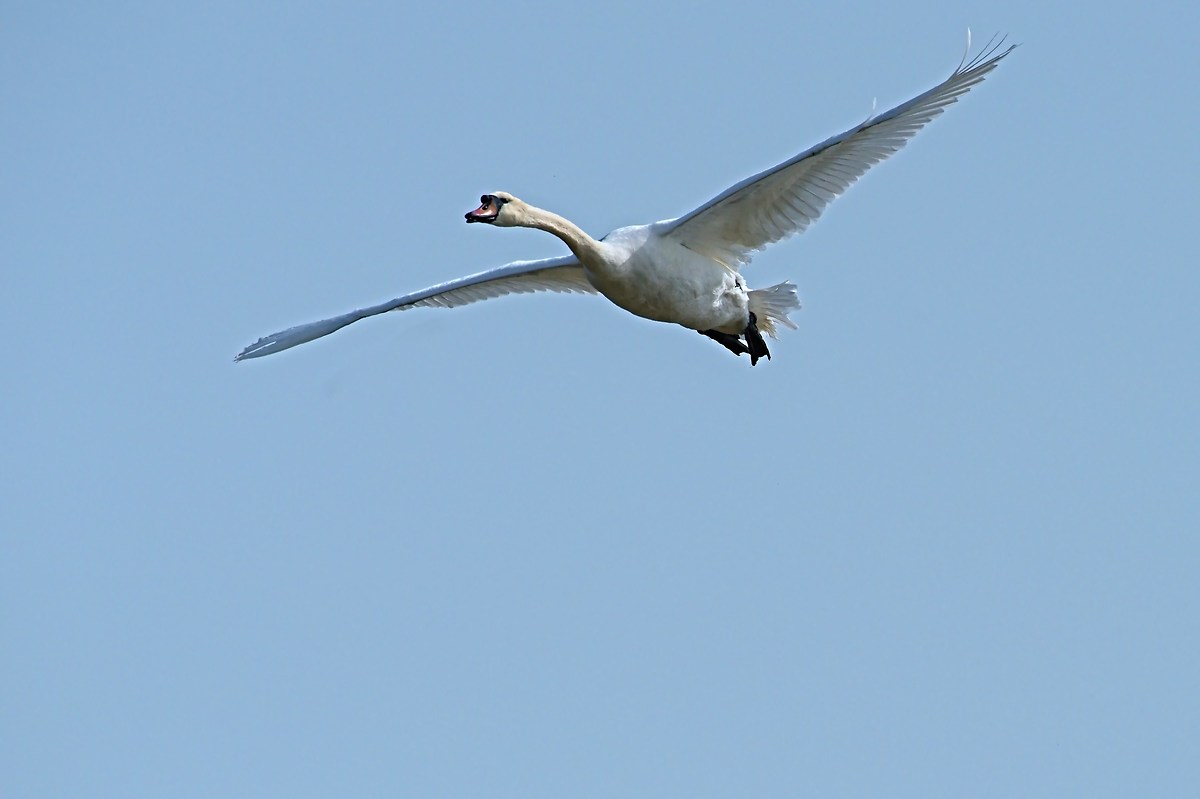 Swan in flight