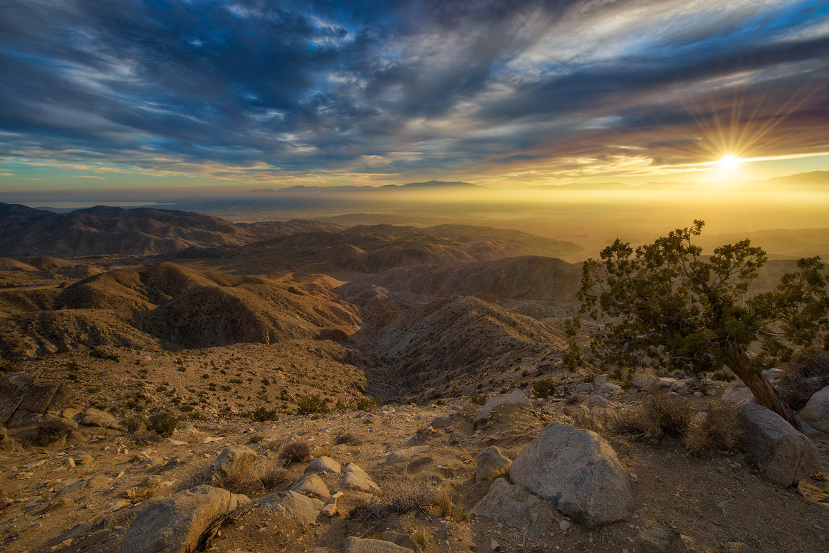 Joshua Tree - Sunset - CA
