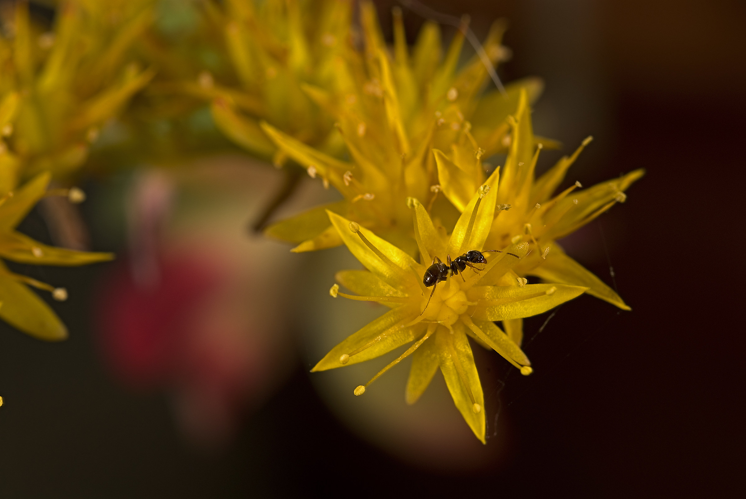 Ehi ci sono anche io!