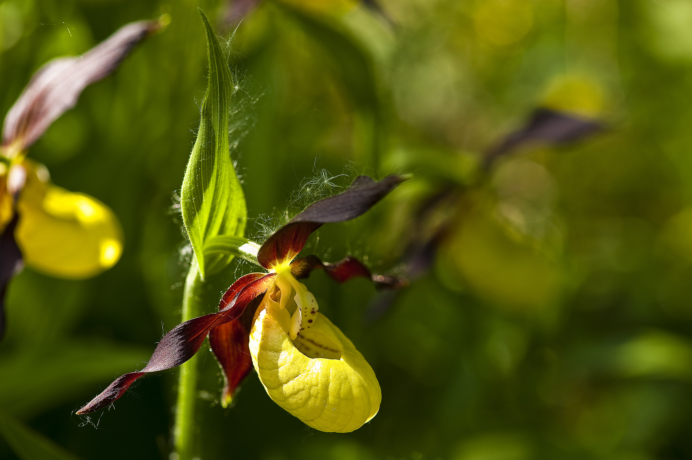 Scarpetta della MAdonna