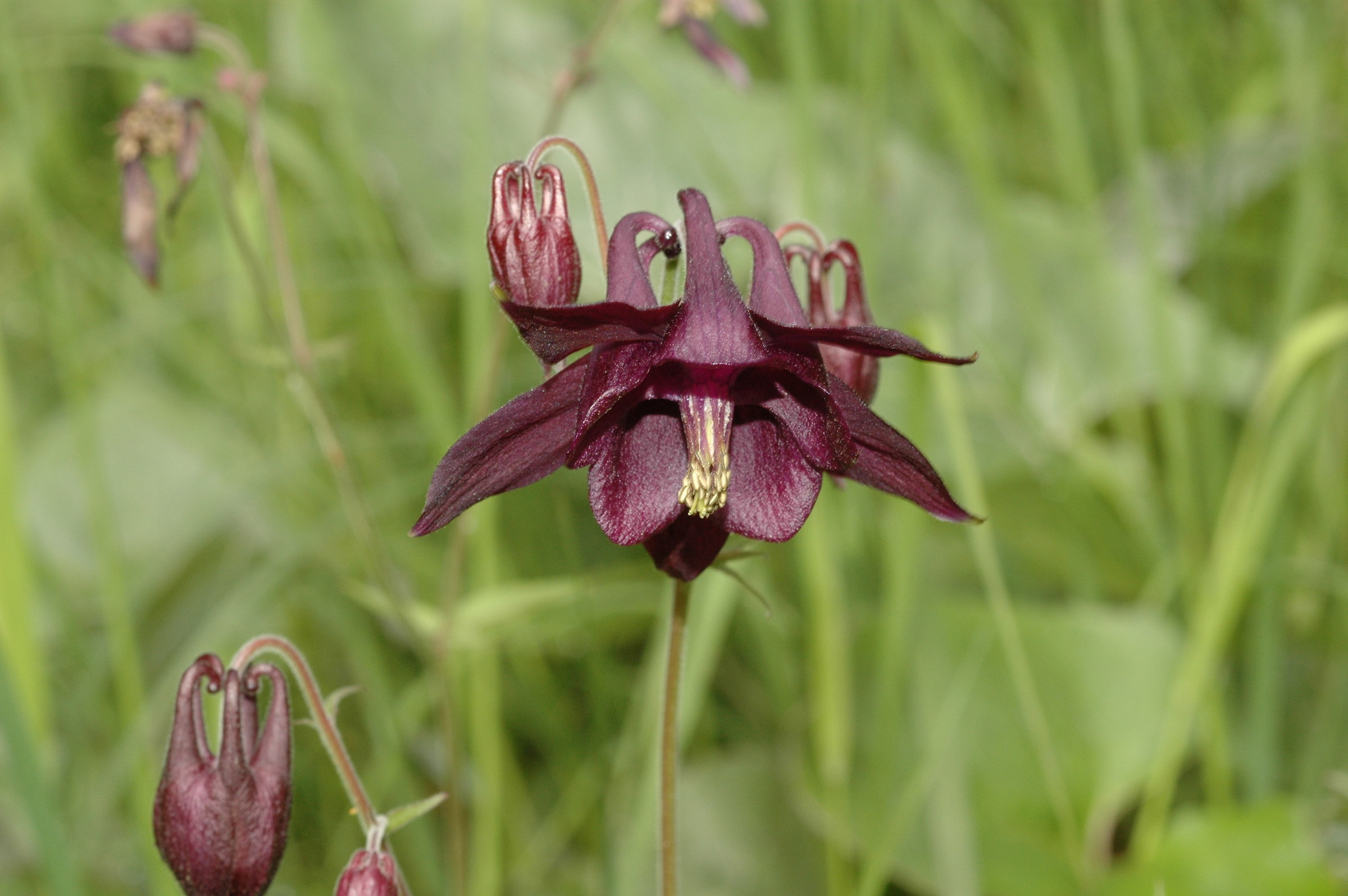 Aquilegia