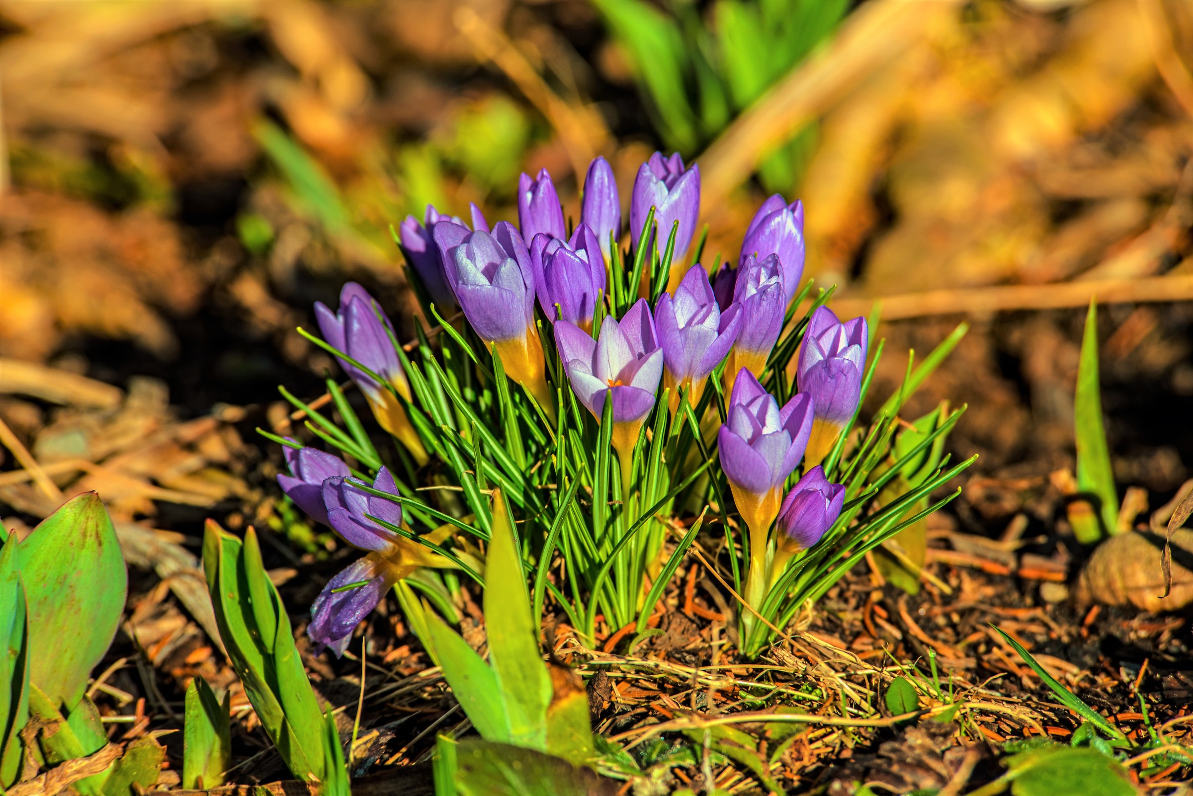 Nel giardino di Clara