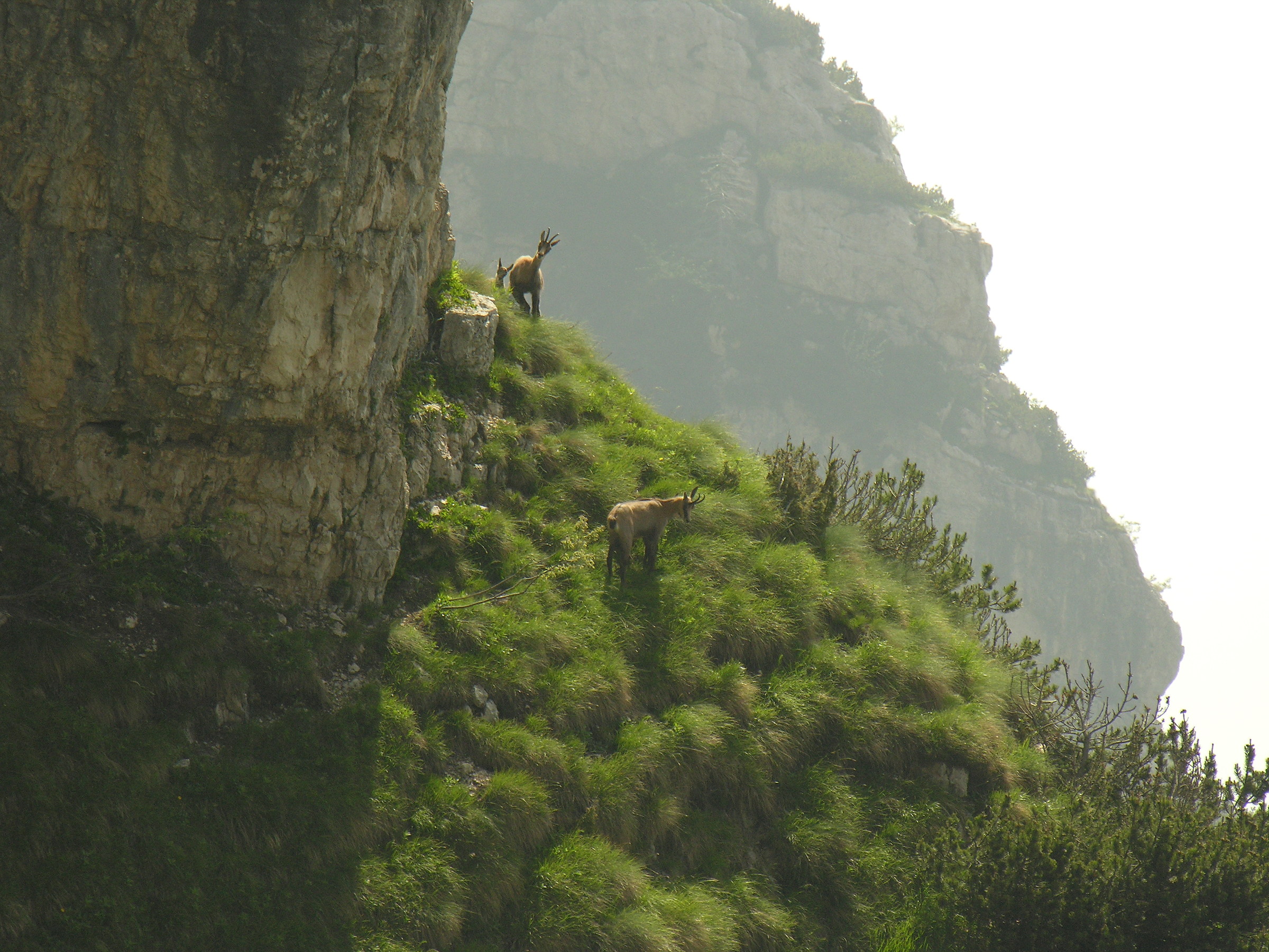 Famigliola di Camosci