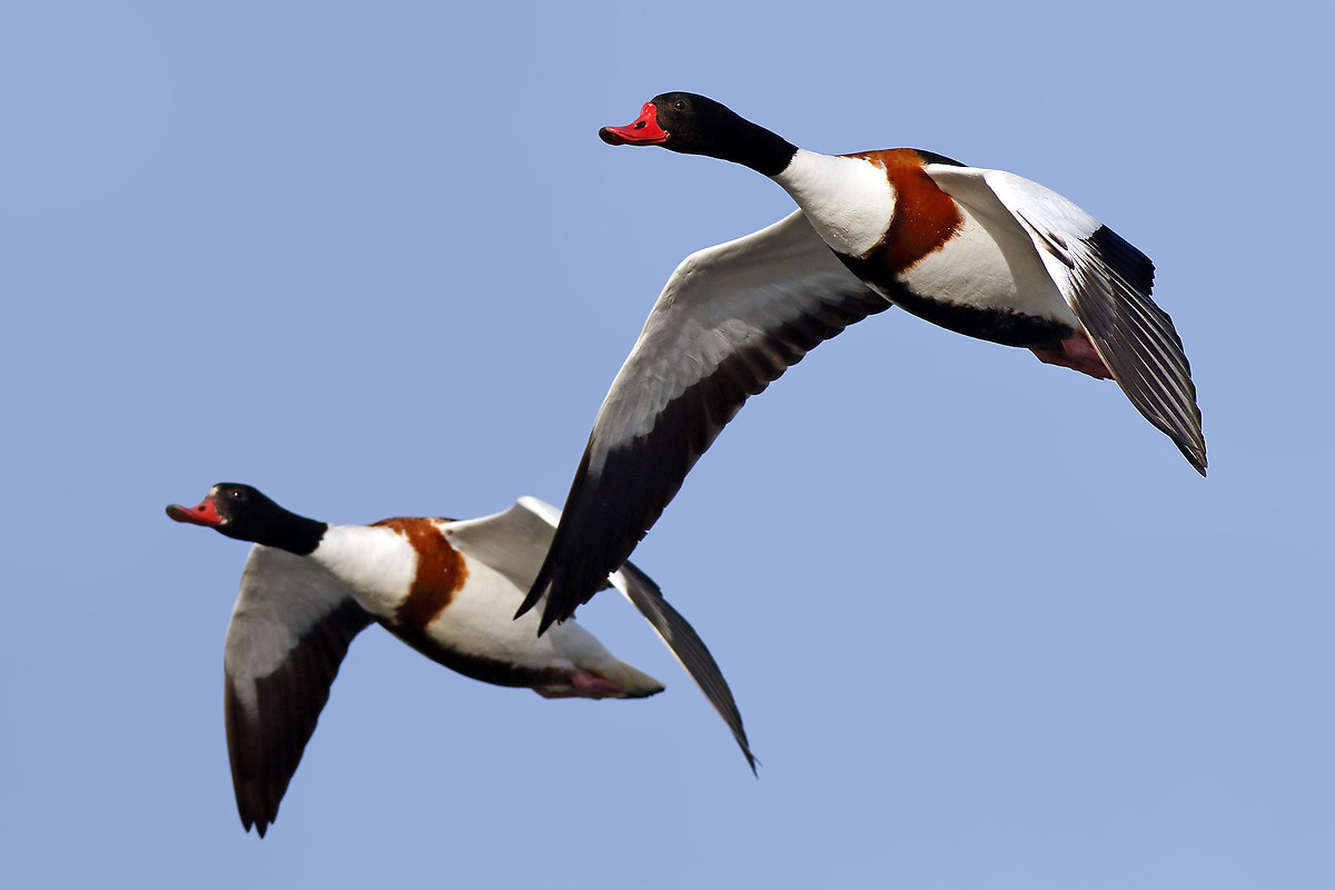 Shelduck in flight