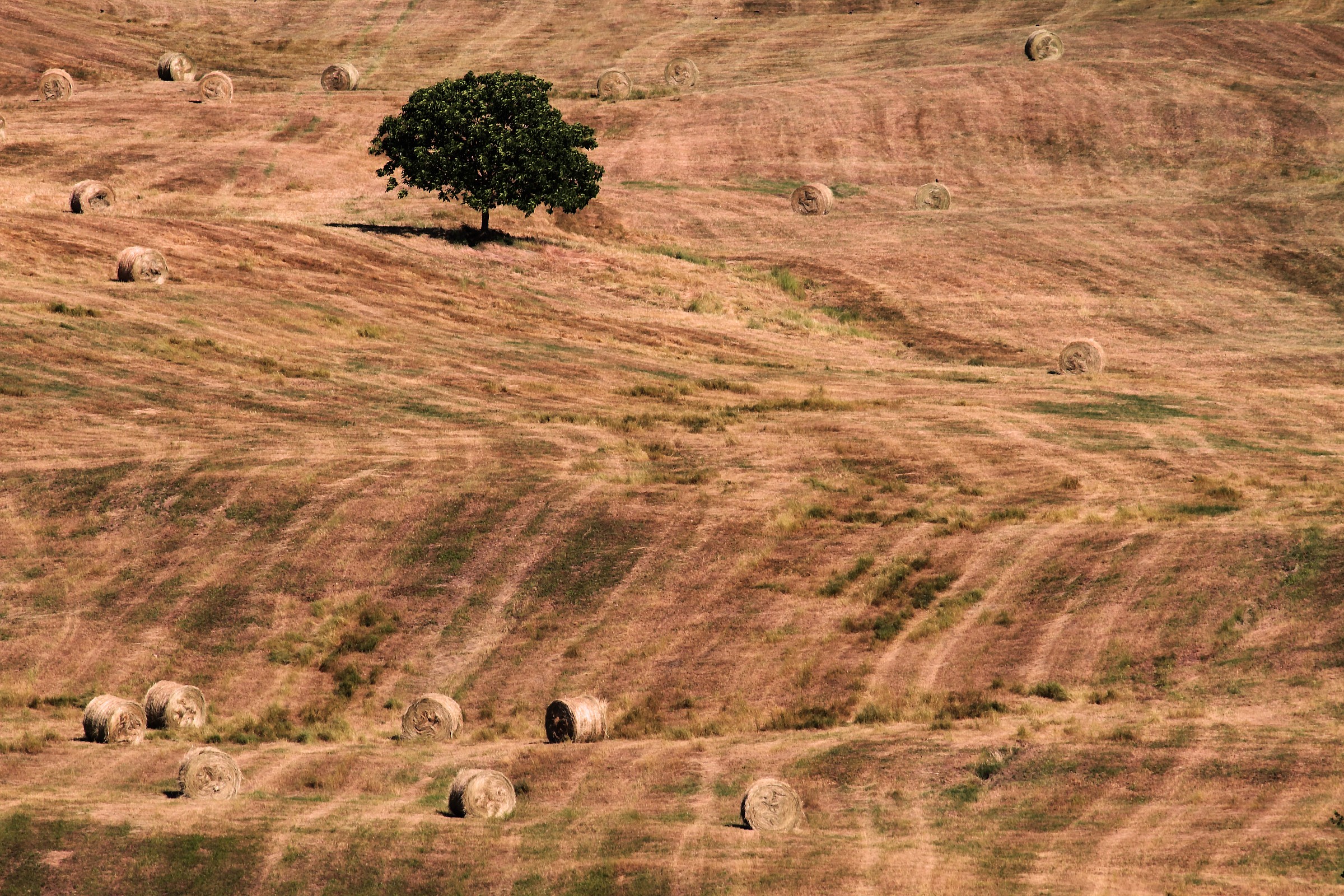 Albero, linee e covoni