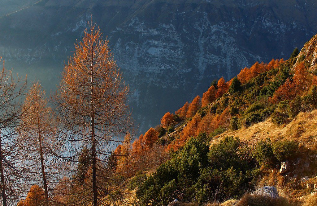 Larici in autunno