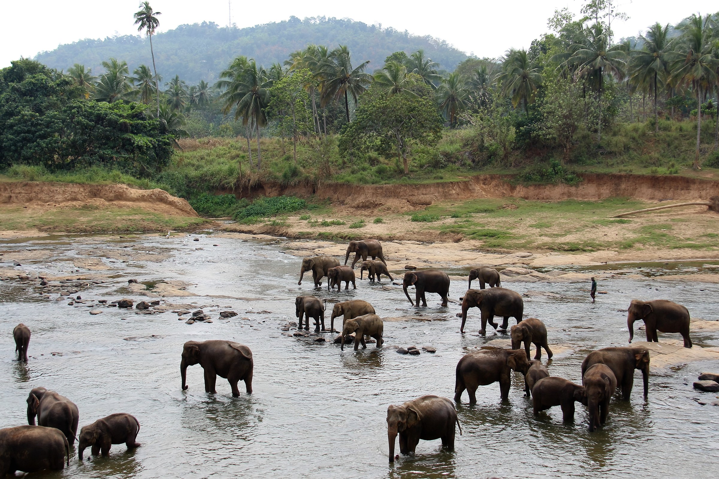 SRI lanka Pinnawela il bagno degli elefanti