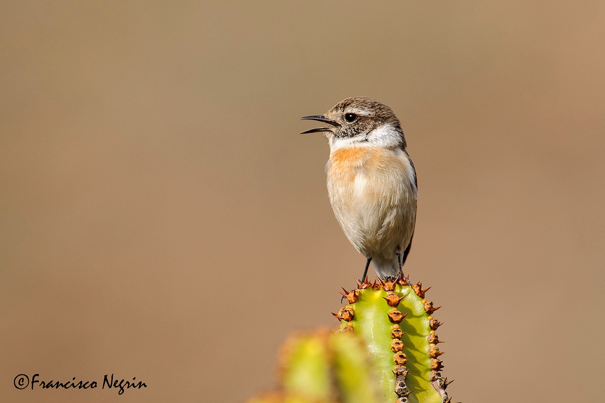 Isole Canarie stonechat