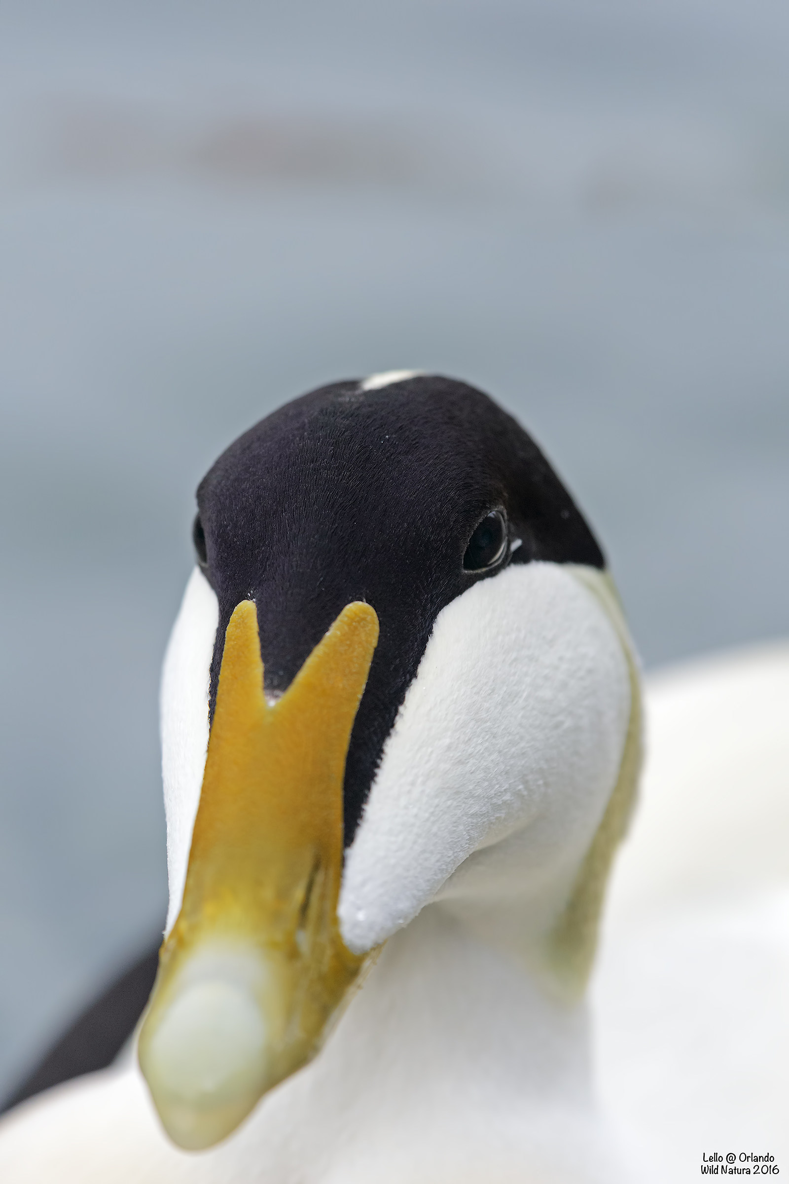 Eider Super portrait!