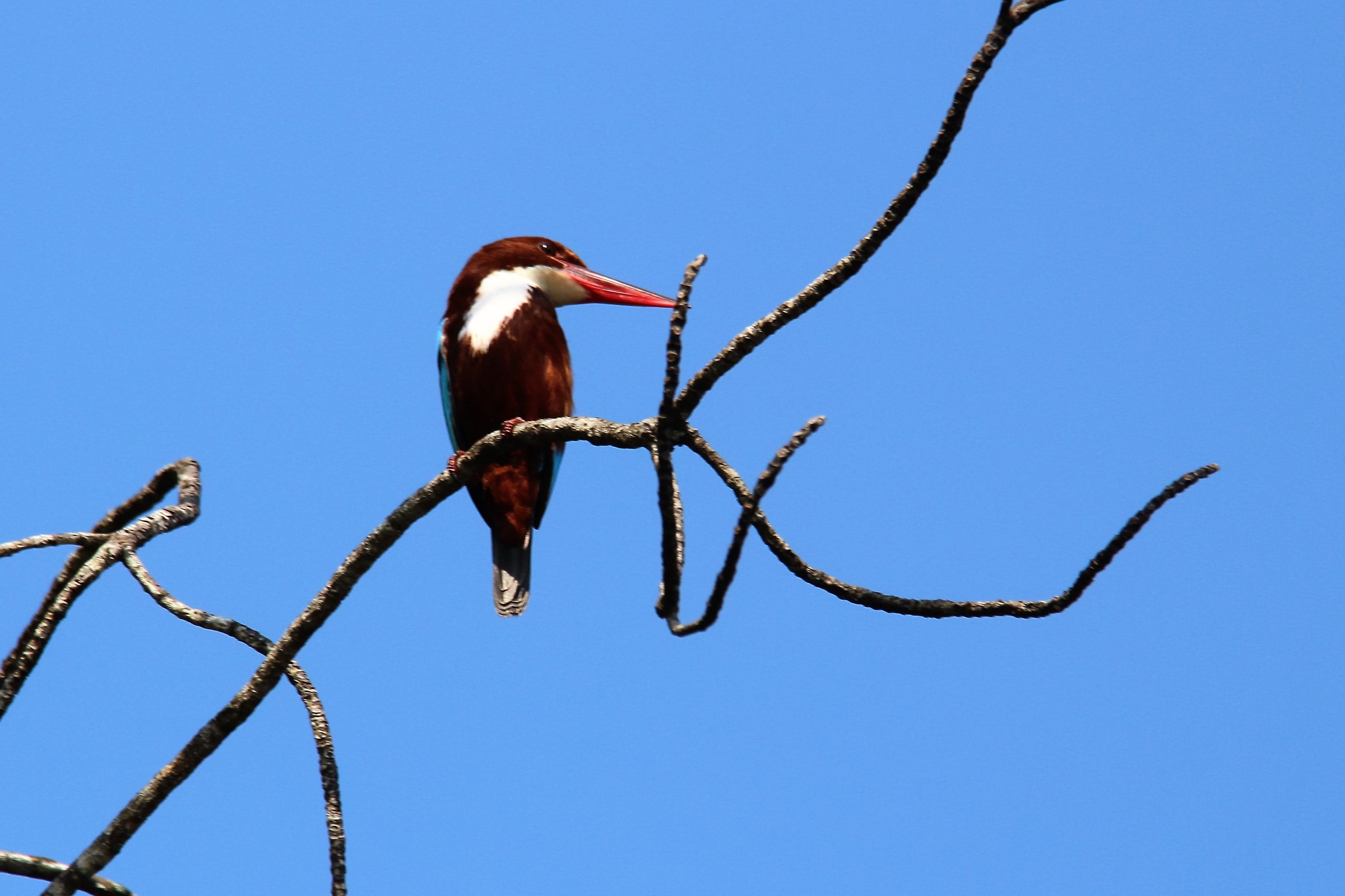 SRI lanka Jala national park