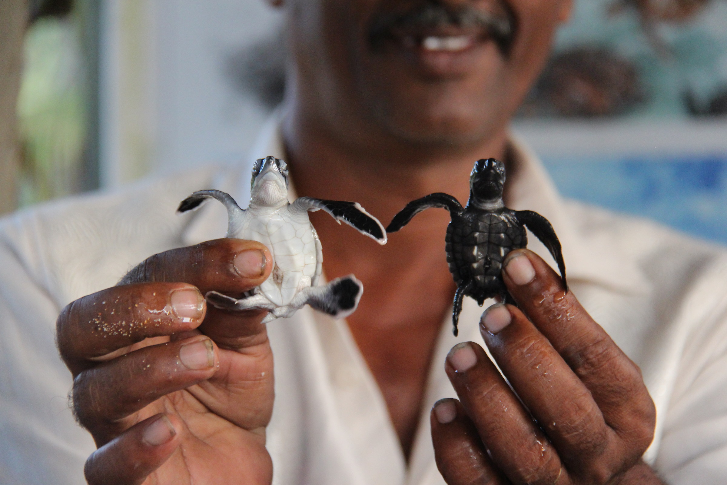 SRI lanka Induruwa area protezione tartarughe