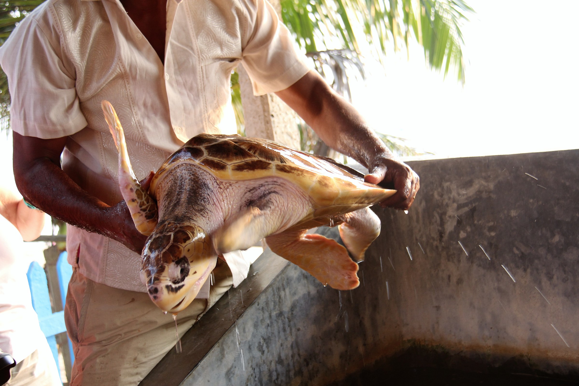 SRI lanka Induruwa area protezione tartarughe