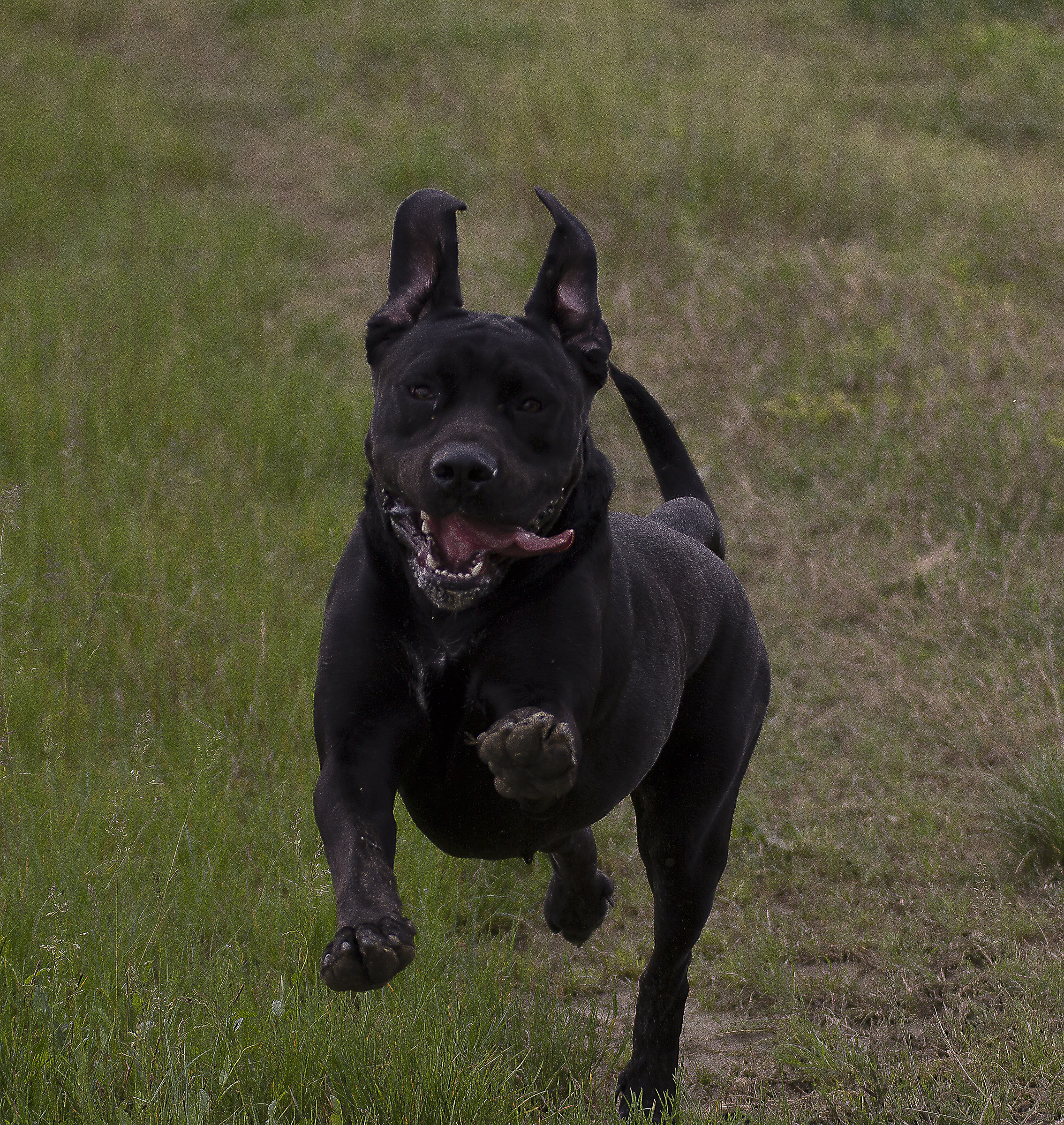 The elegance in the race ha ha ha