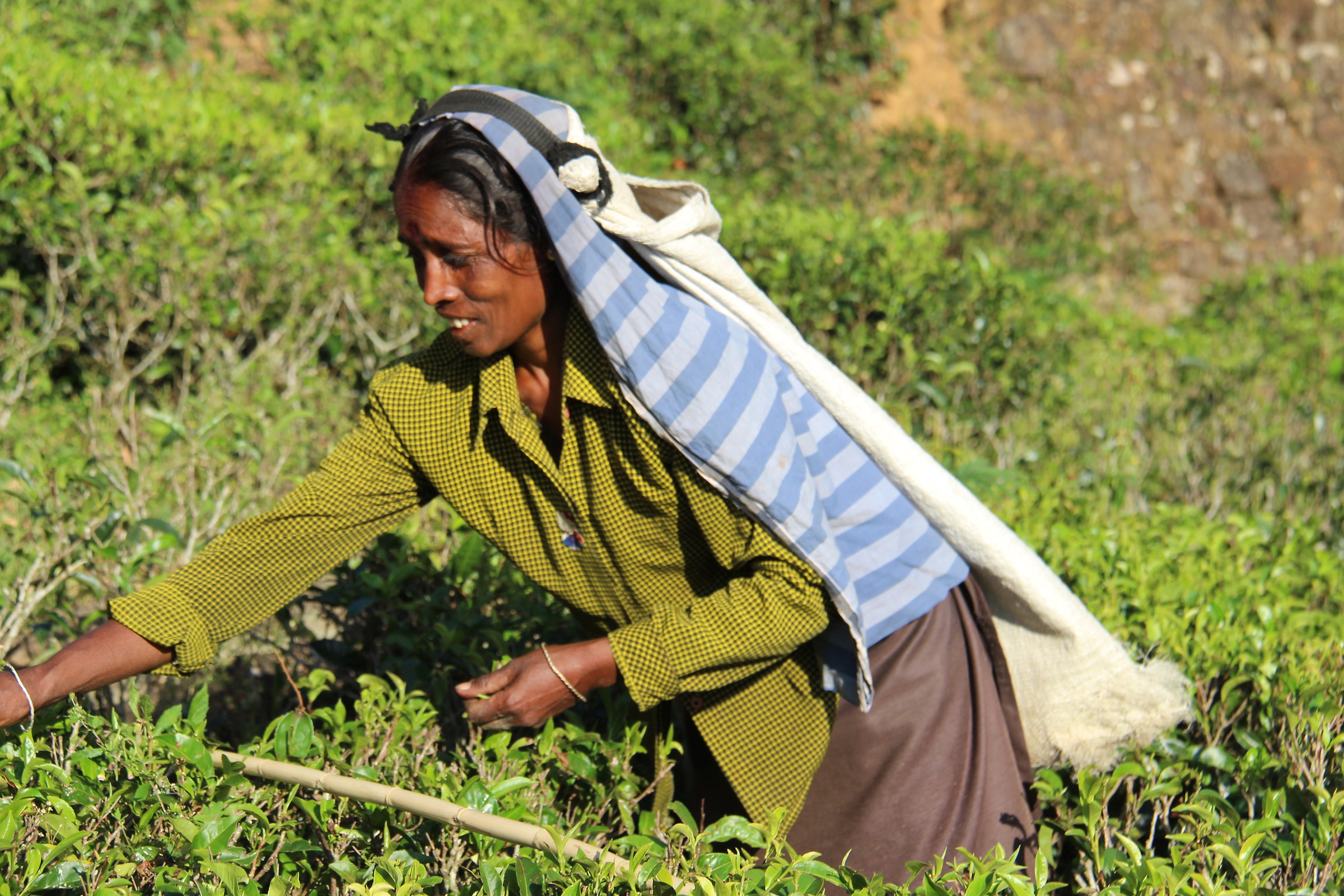 SRI lanka Nuwara Eliya raccoglitrice di the