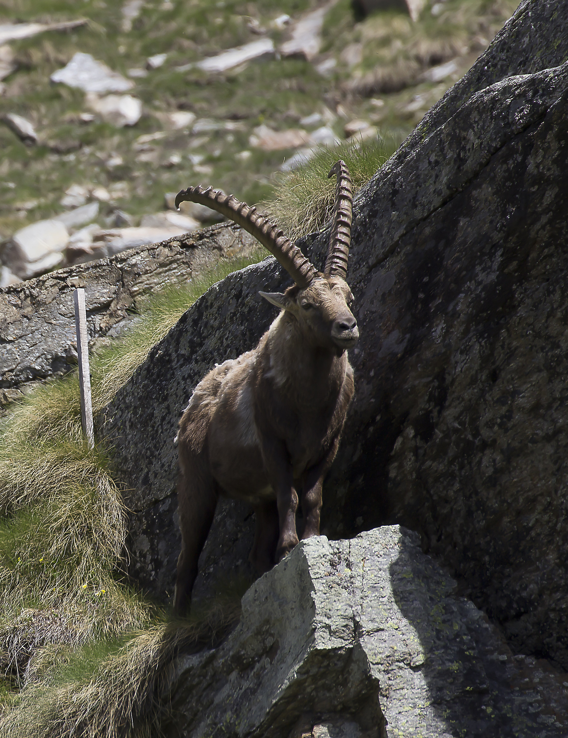 Ibex