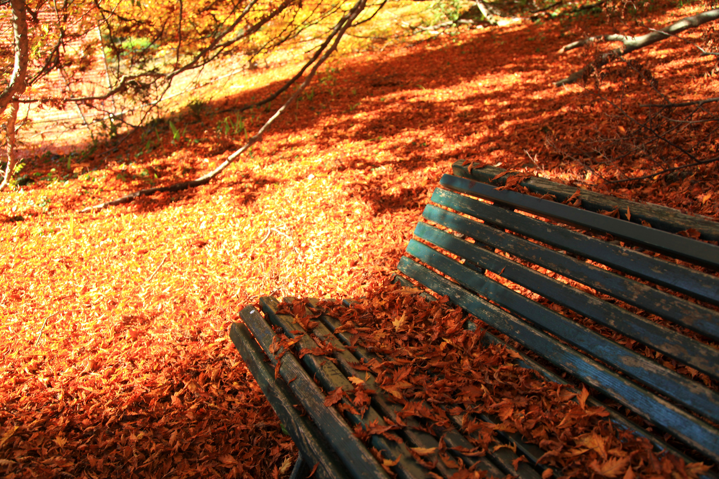 Bench Villa Toeplitz