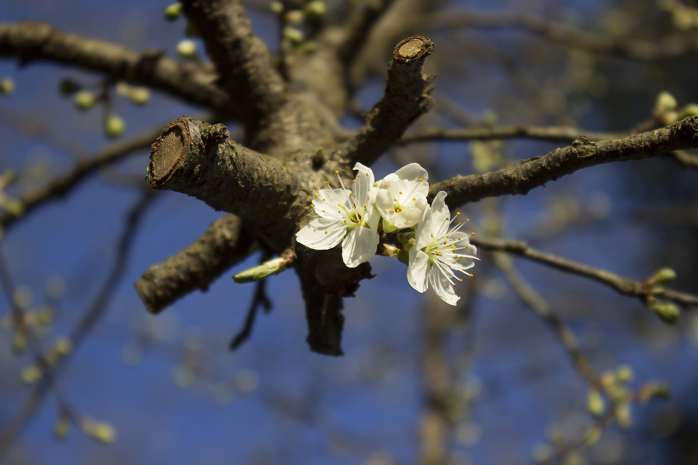 Spring on the river in my country