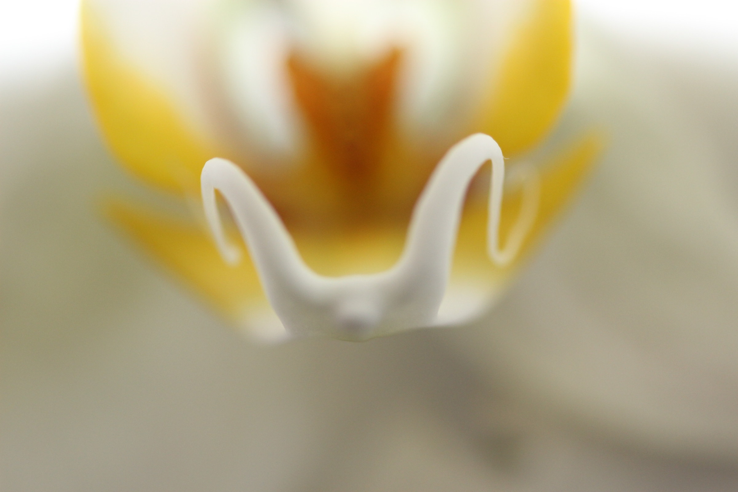 macro of an orchid interior