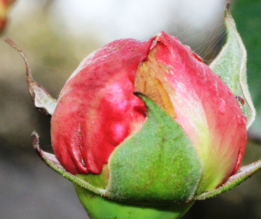 Rose in bud