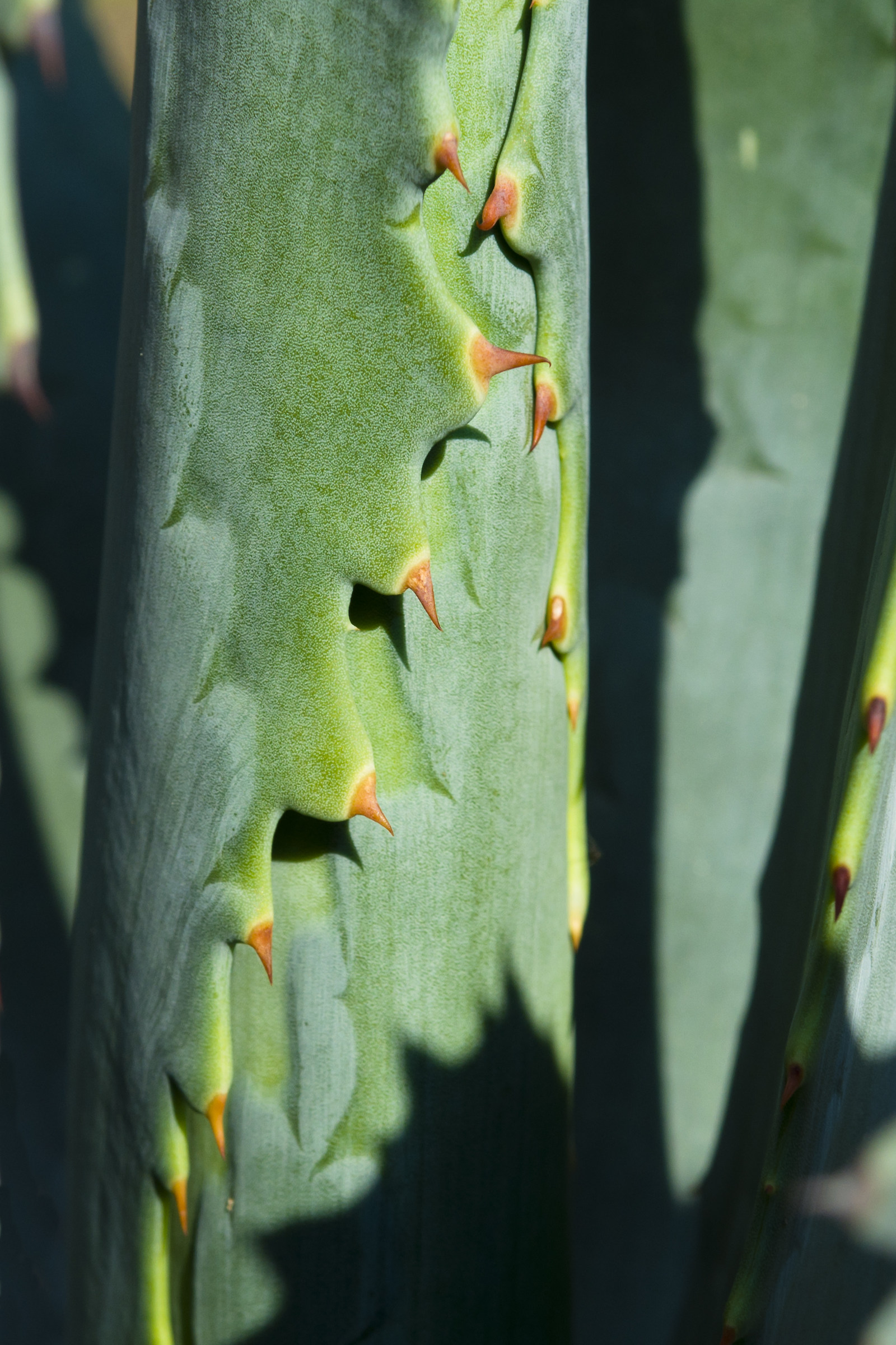 agave with orange thorns