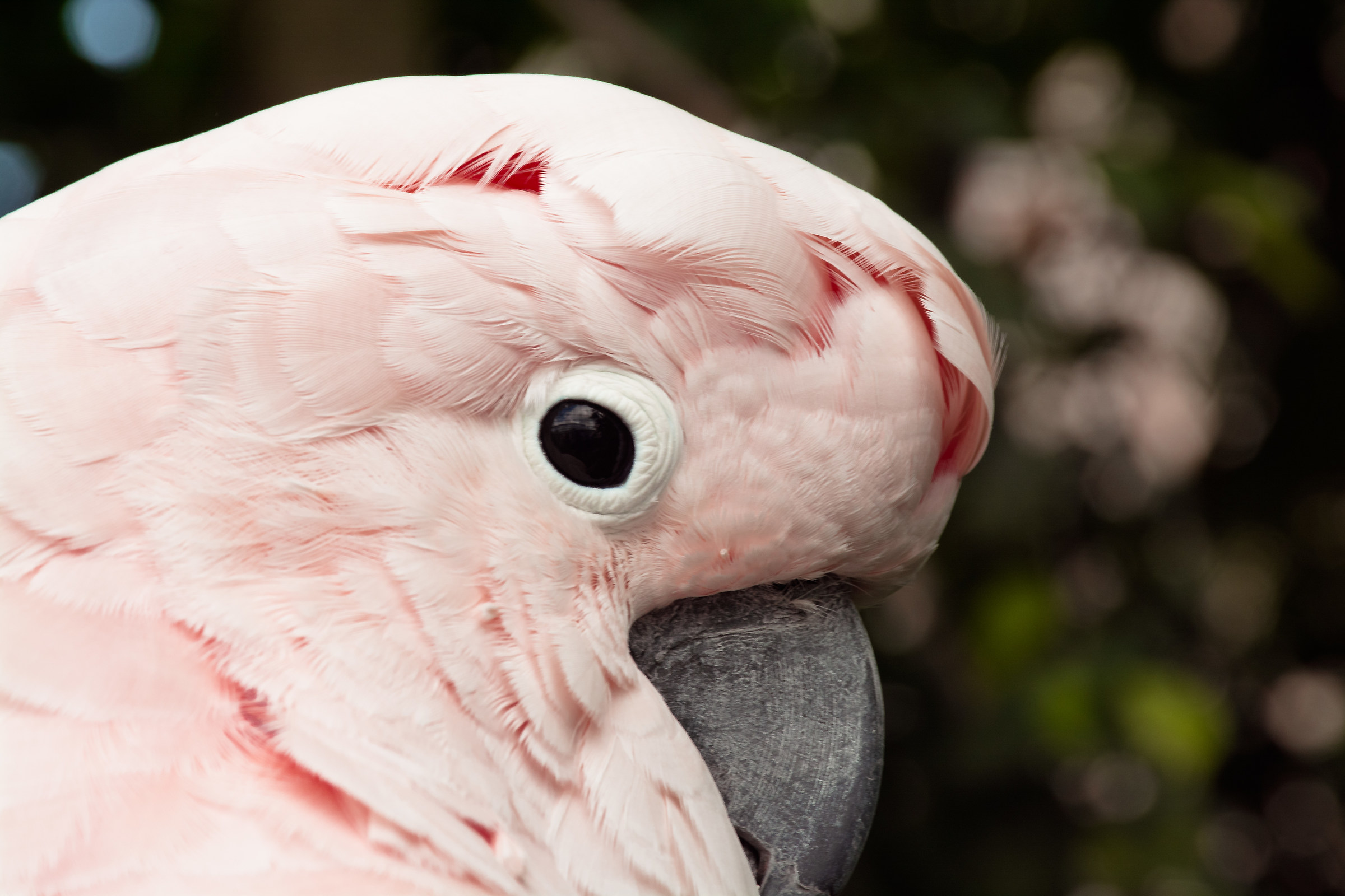cacatua rosa