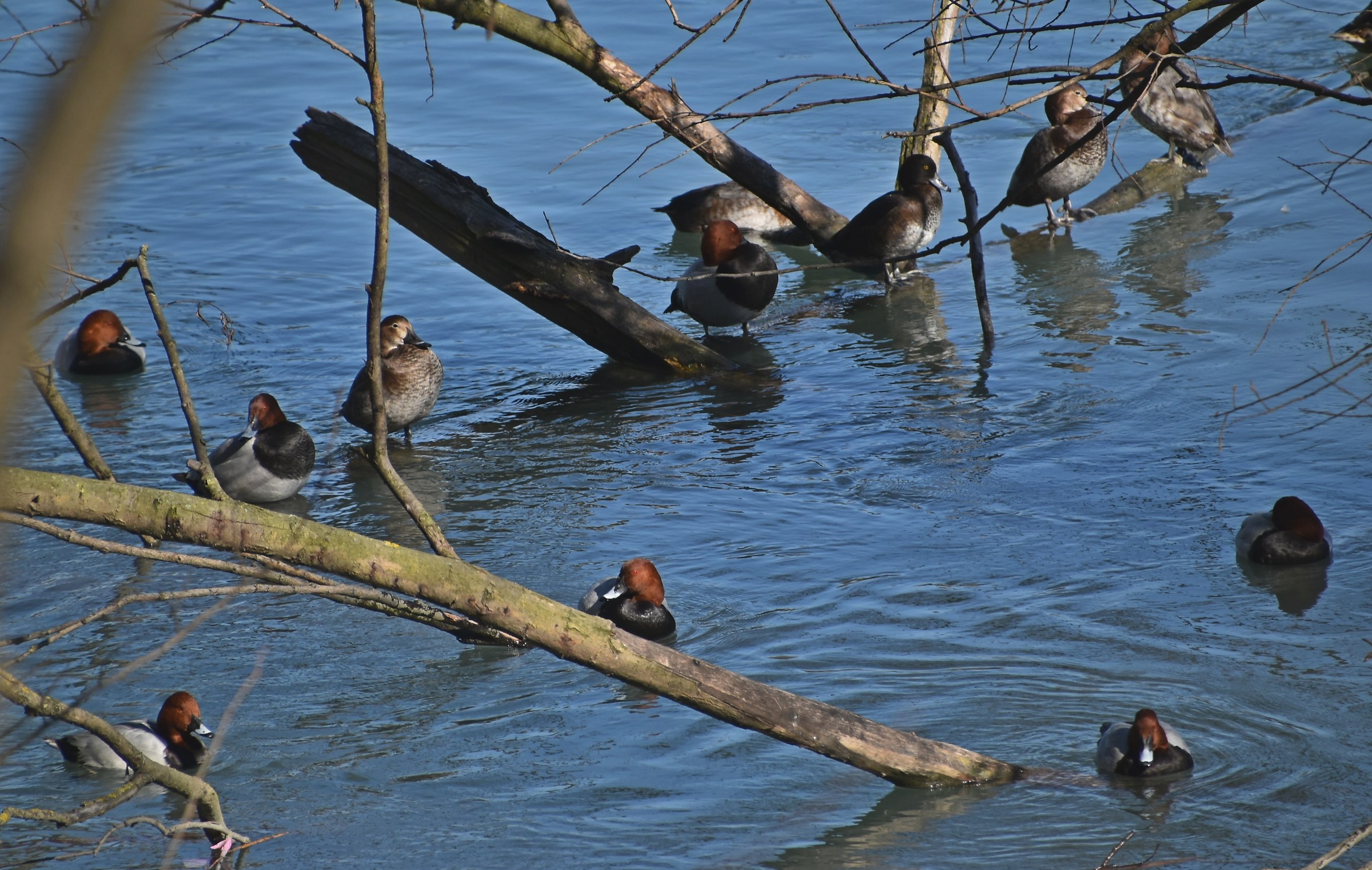 Assemblea condominiale
