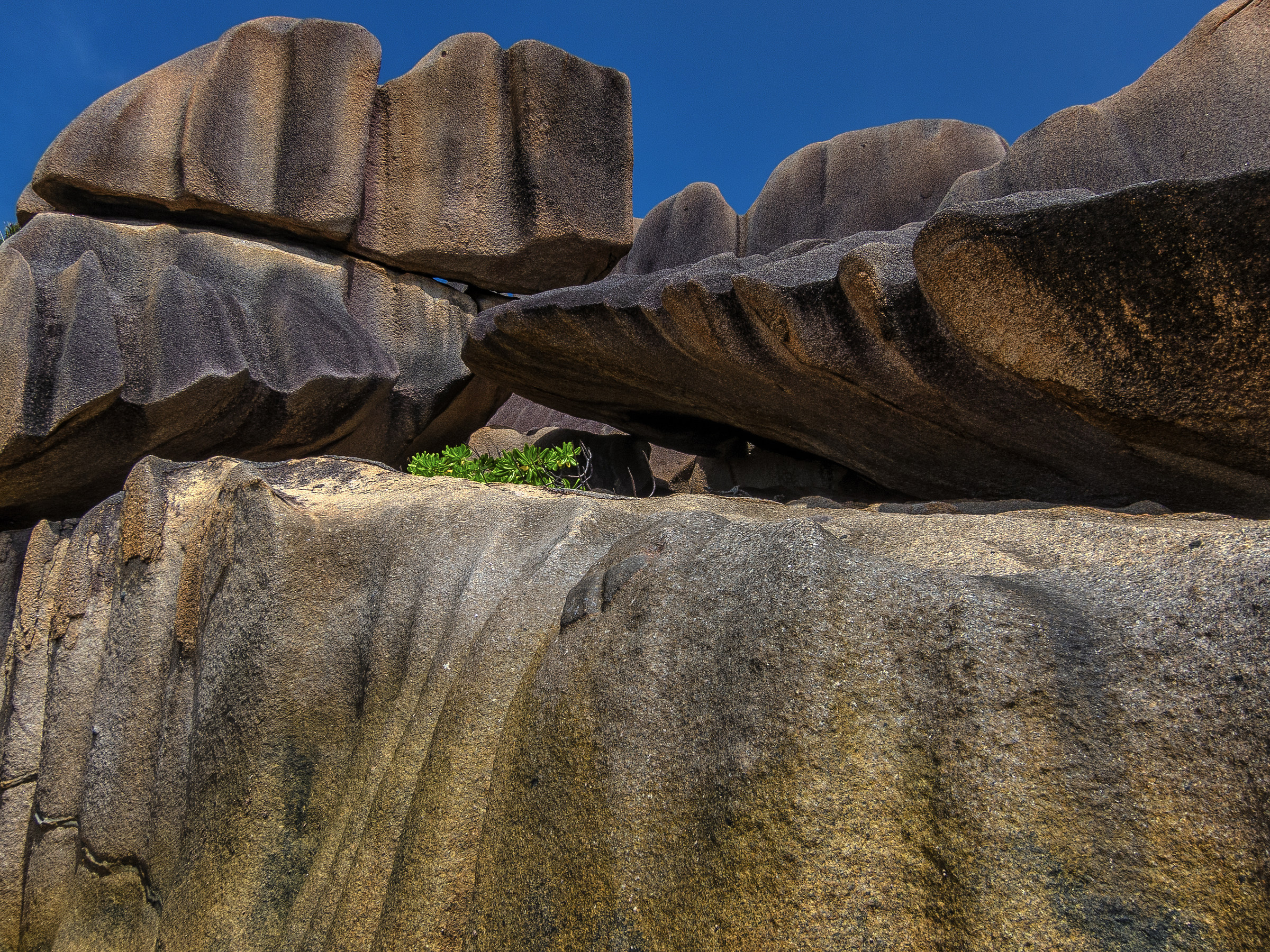 Life on granit rocks