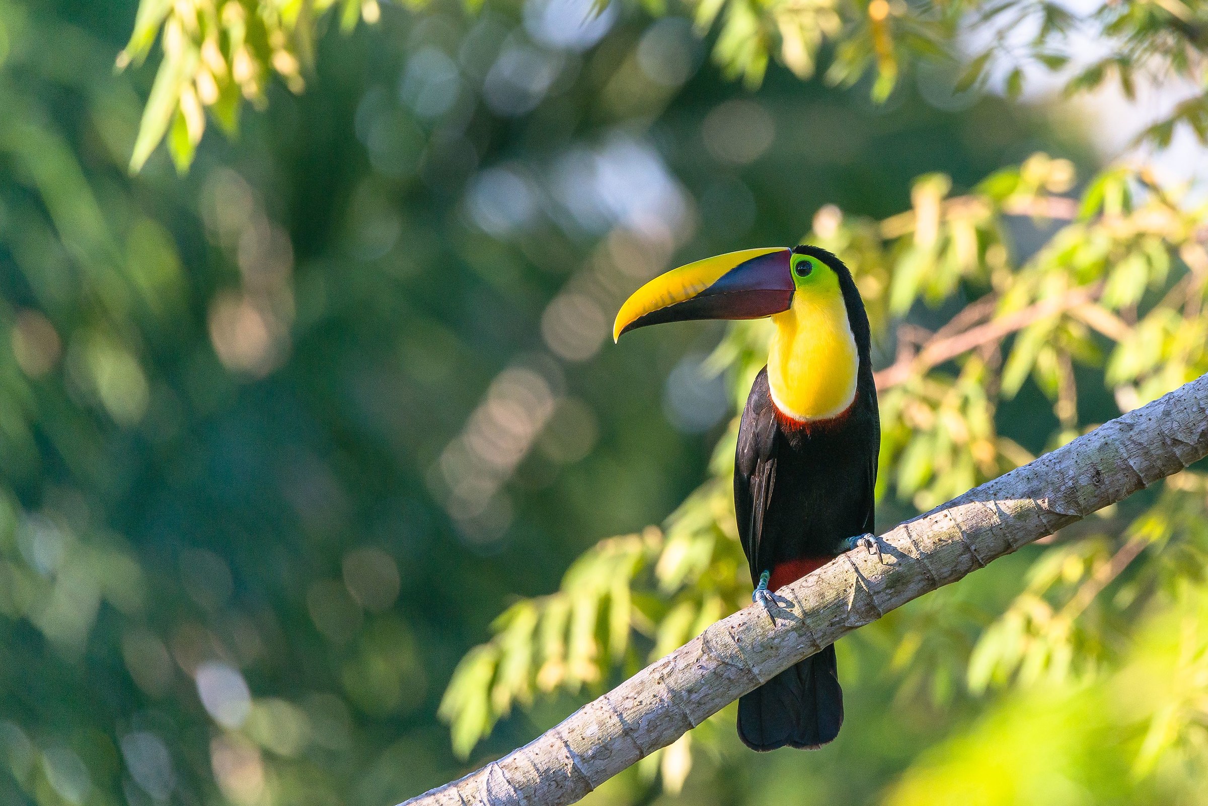 Keel-billed Toucan