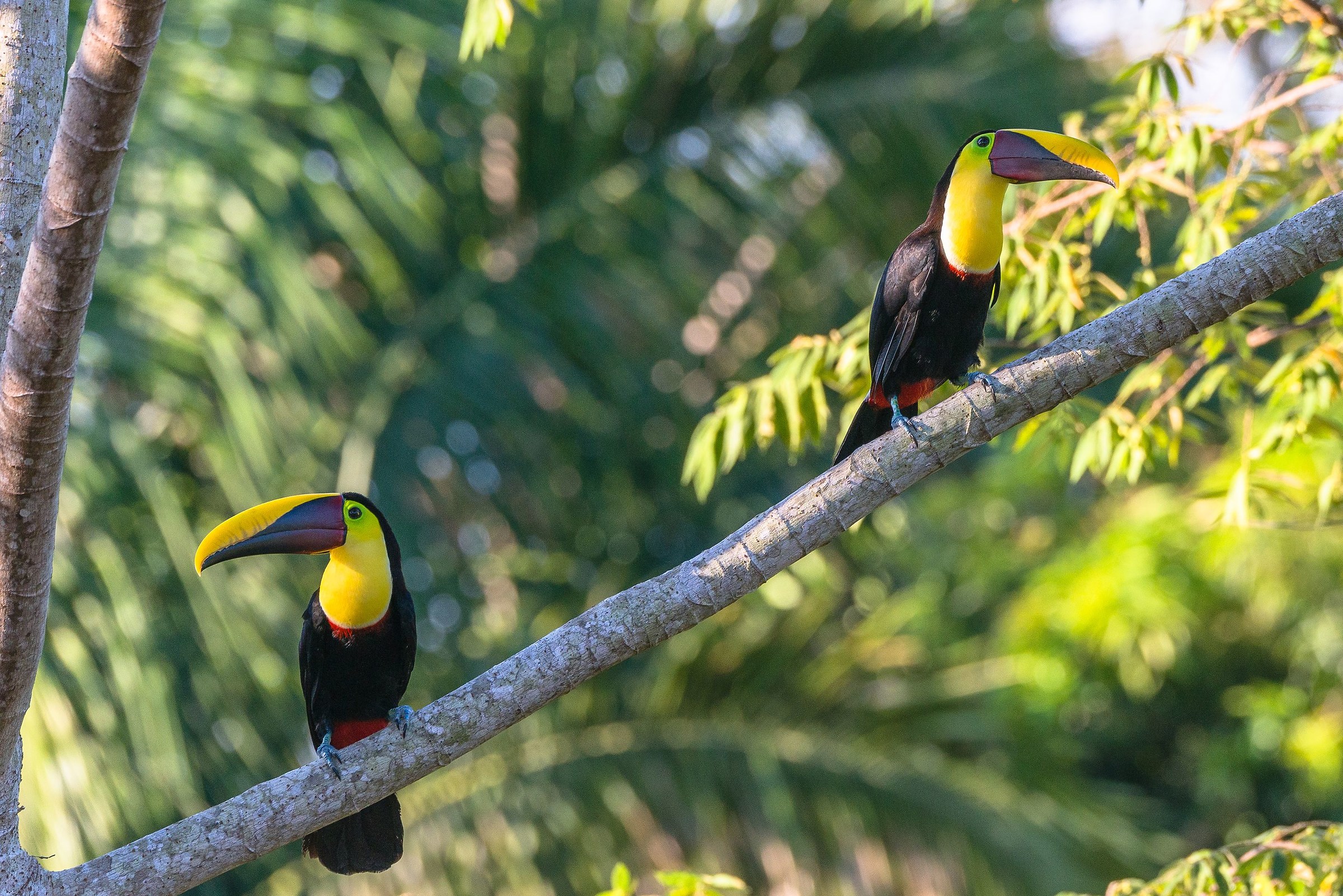 Keel-billed Toucan couple