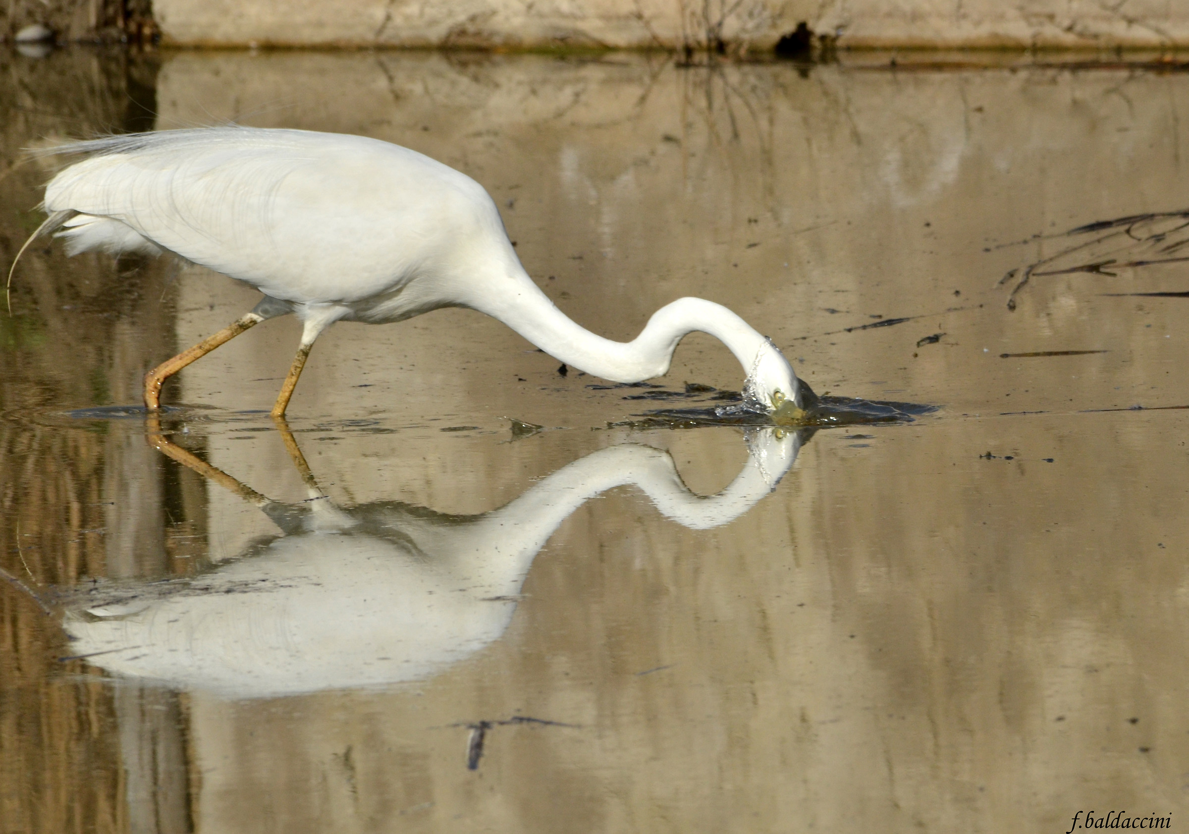 Riflesso, Airone Bianco