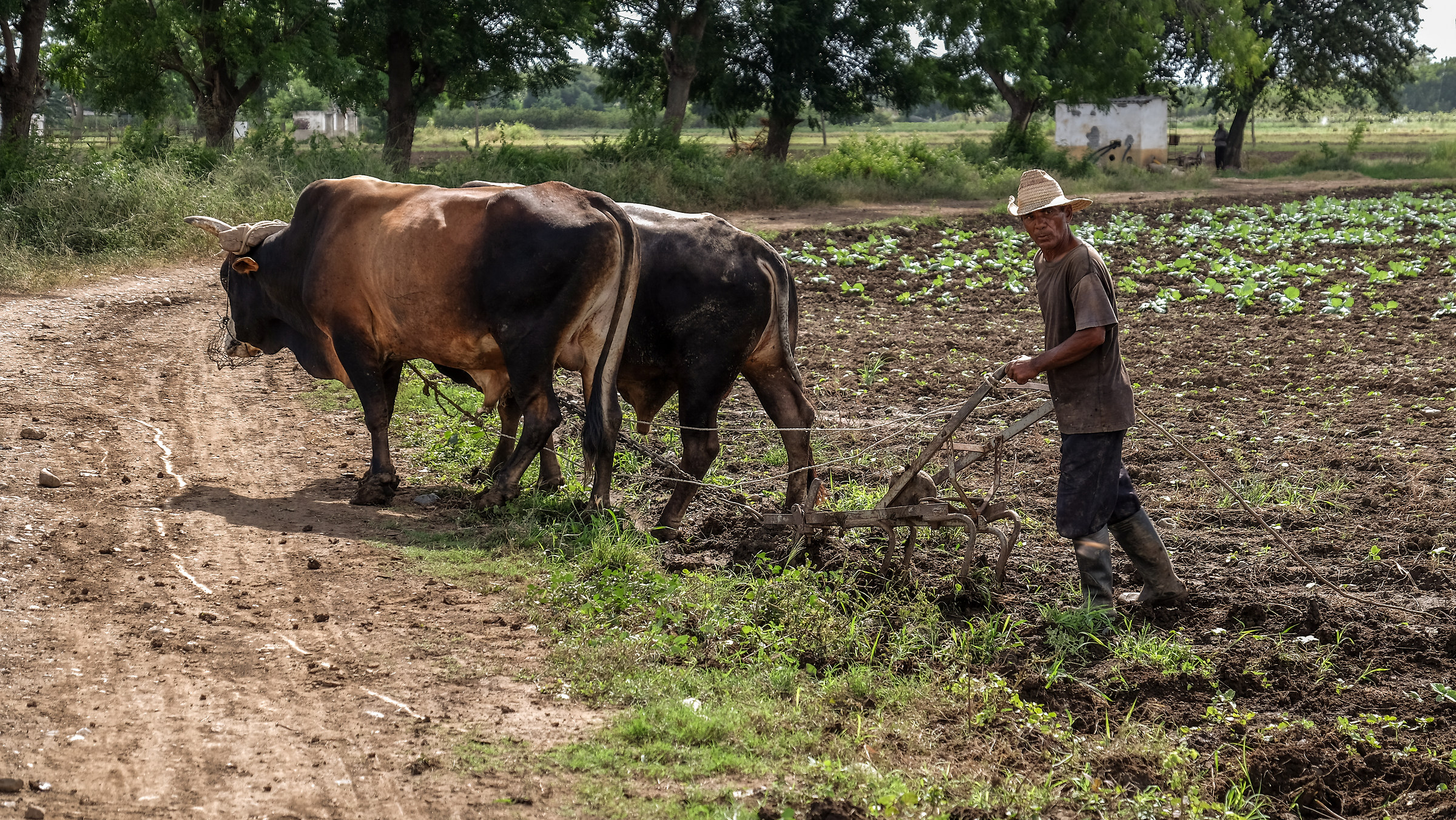 Bayamo (Cuba) oxen plow the land