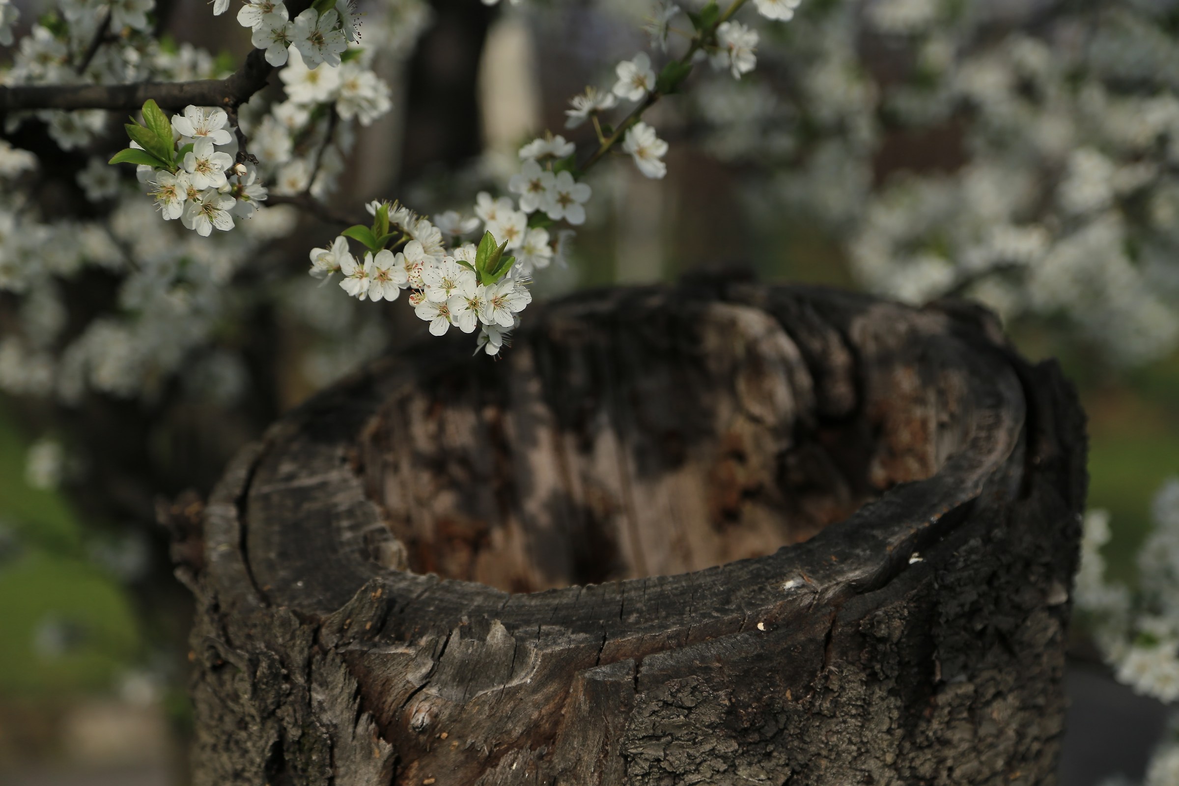 La primavera a Vignola ...