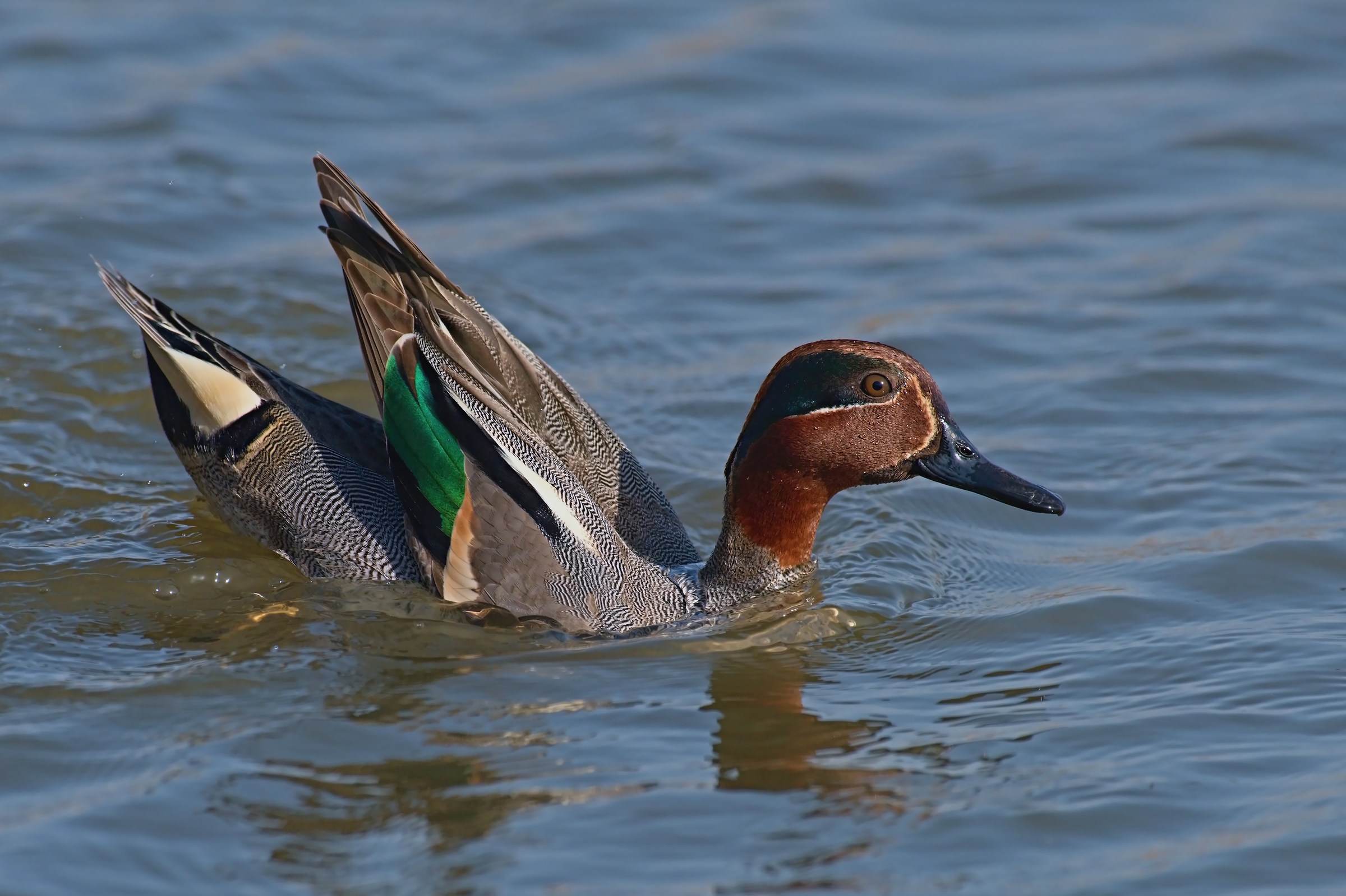 Anas Crecca edgy ....