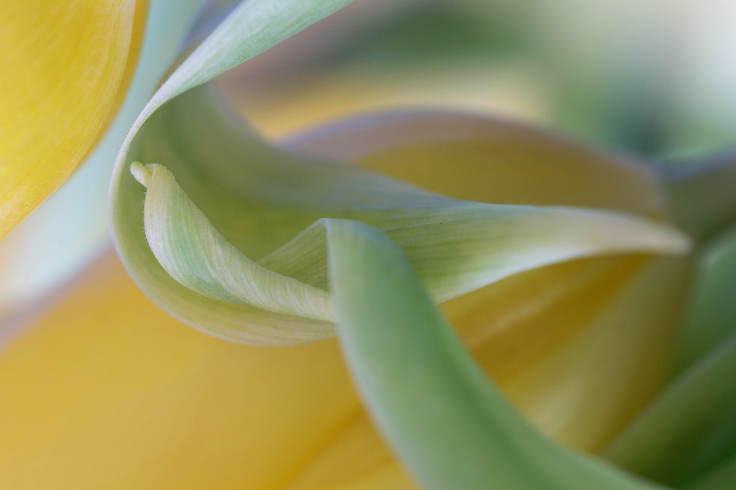 Dissolvenza Loveliness