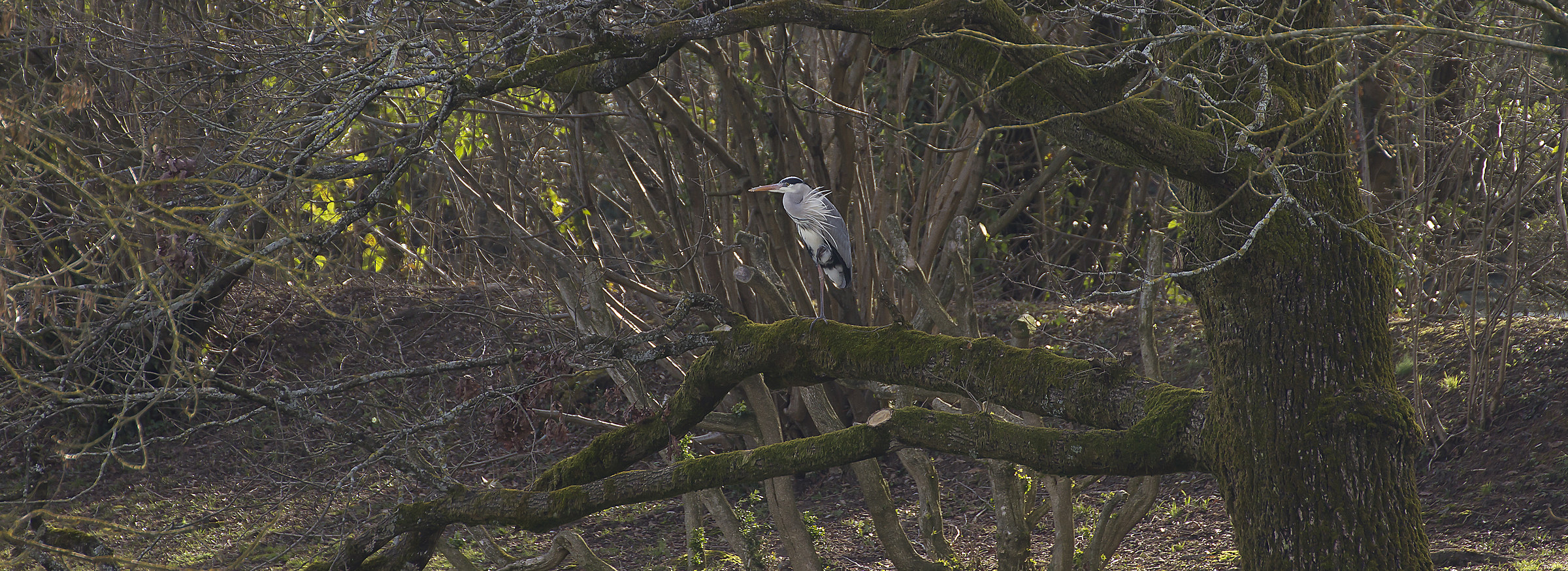 Grey Heron