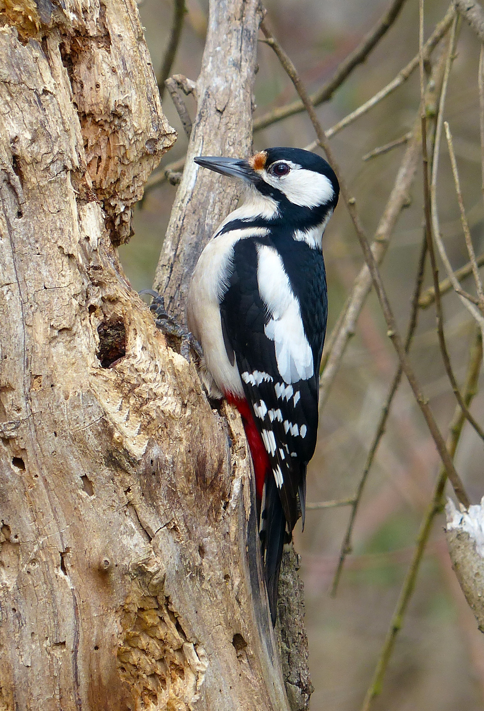 Great Spotted Woodpecker