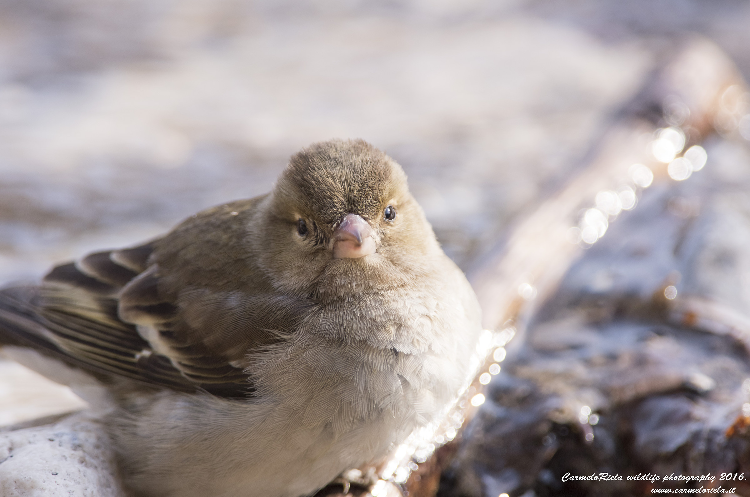 Femmina di Fringuello.