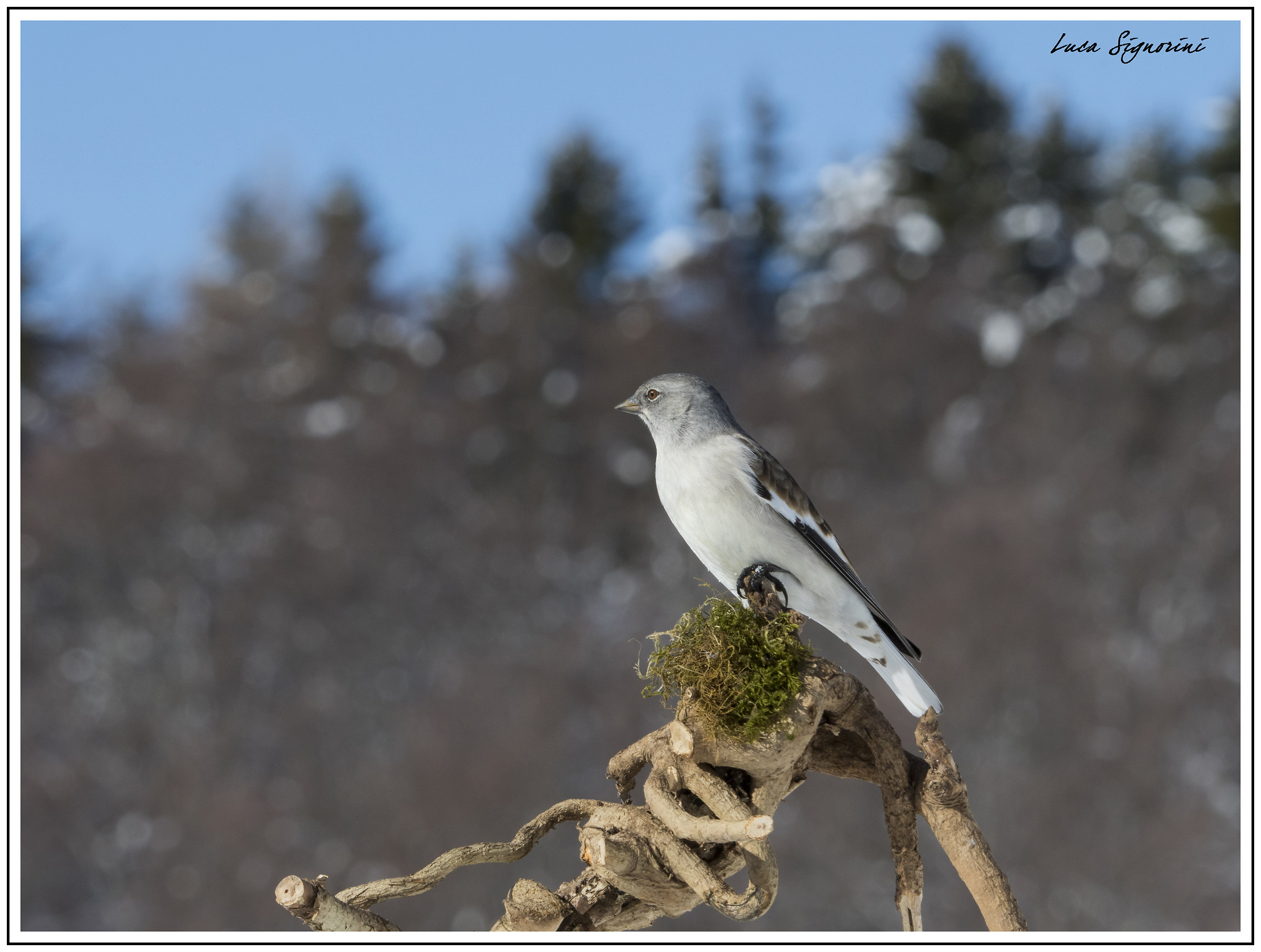 fringuello in mostra