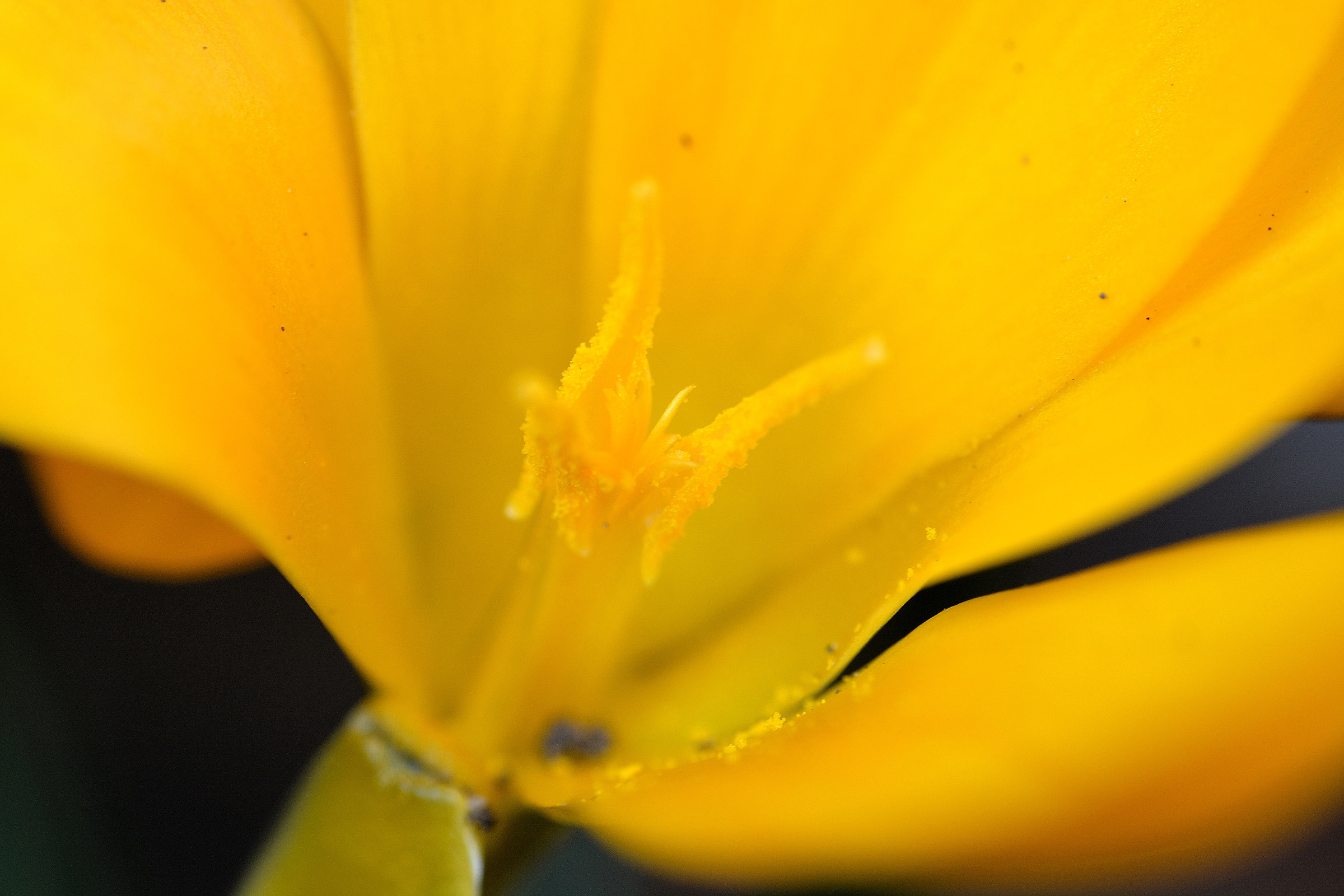 first crocus of the year except for two ...