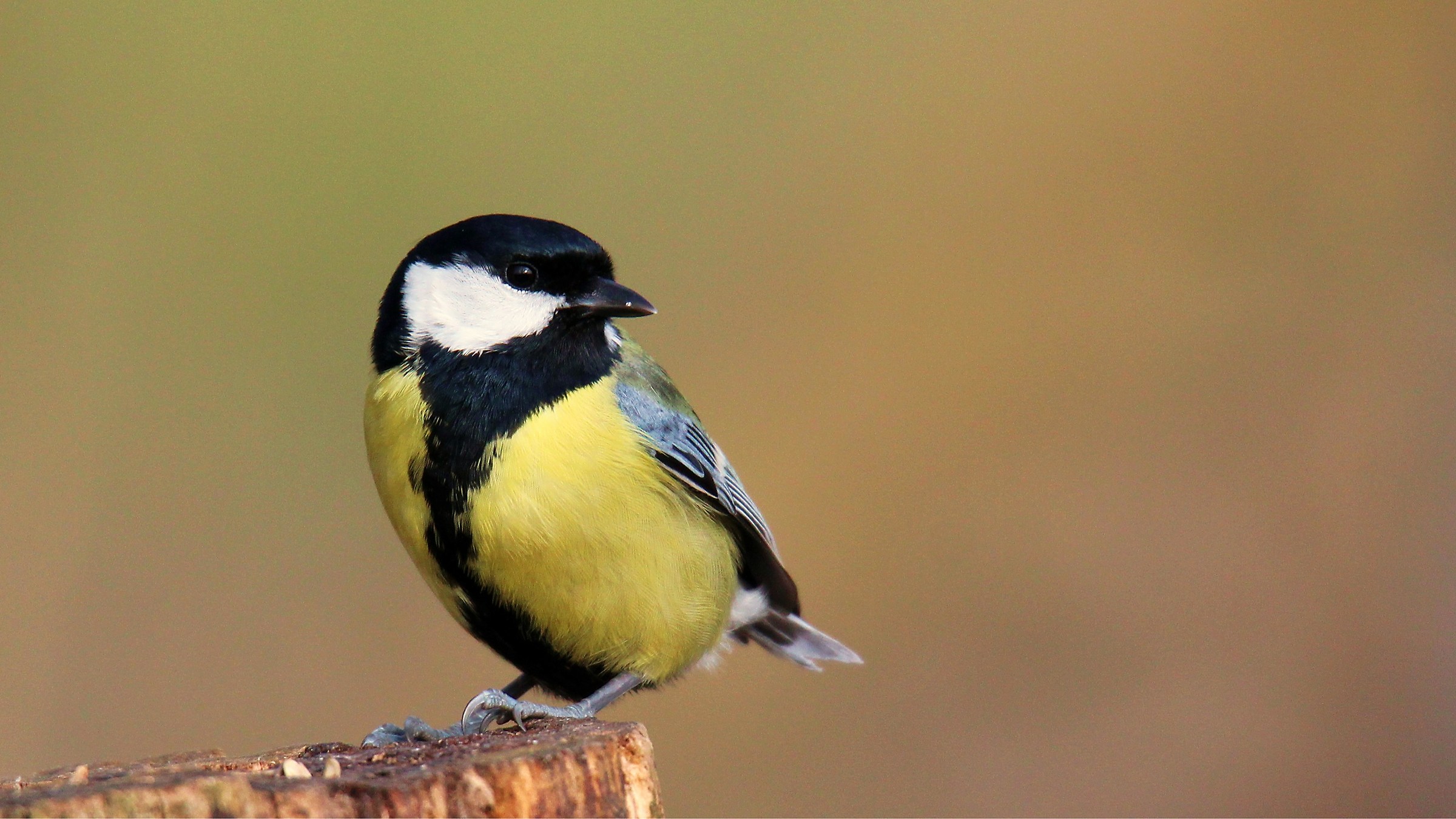 Great Tit